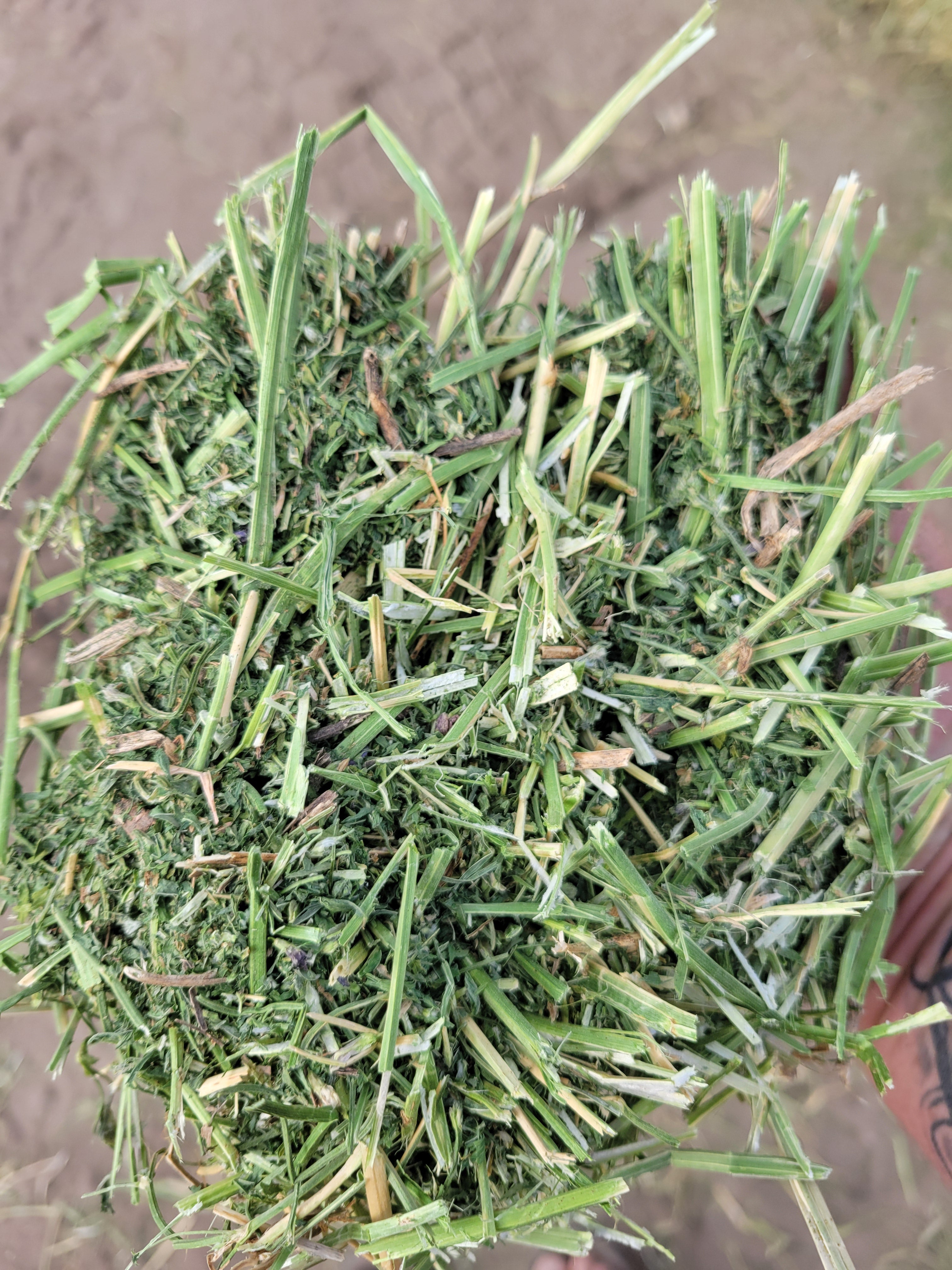 Lot 486