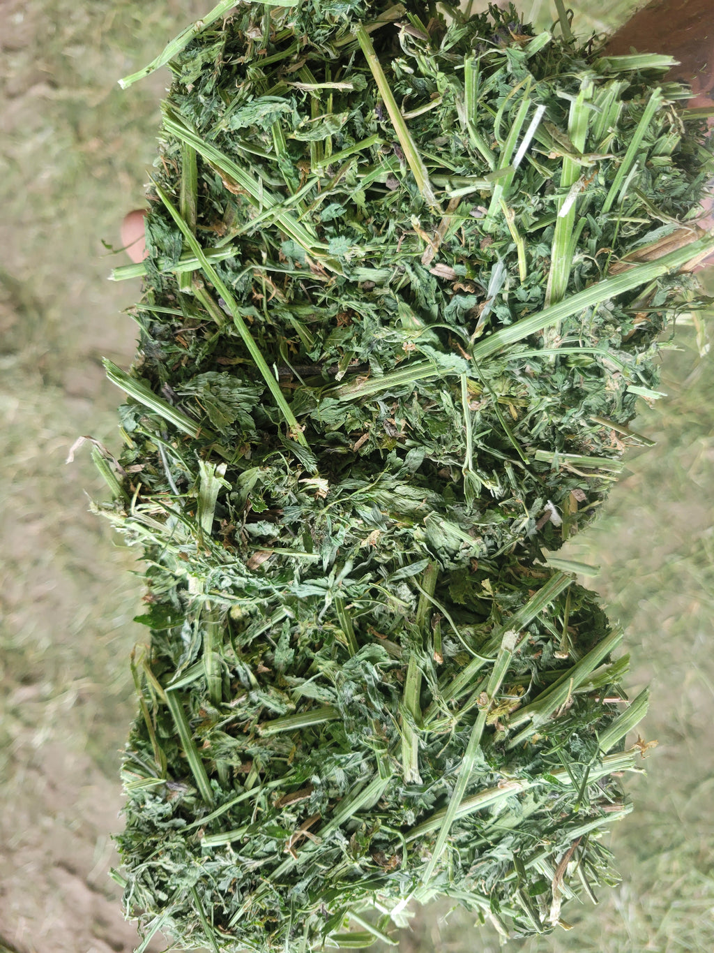 Lot 480 - 160 RFV Alfalfa