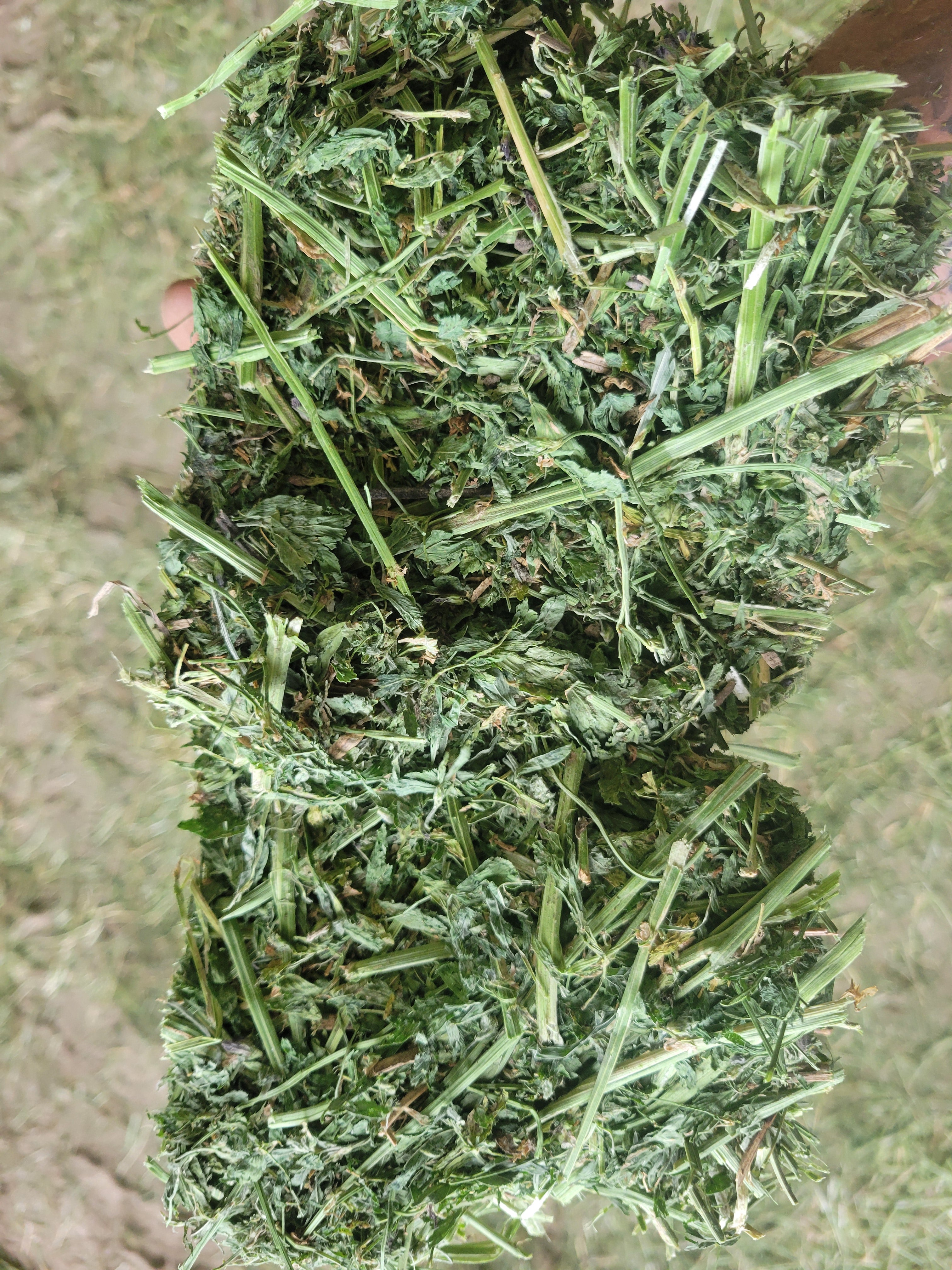 Lot 480 - 160 RFV Alfalfa
