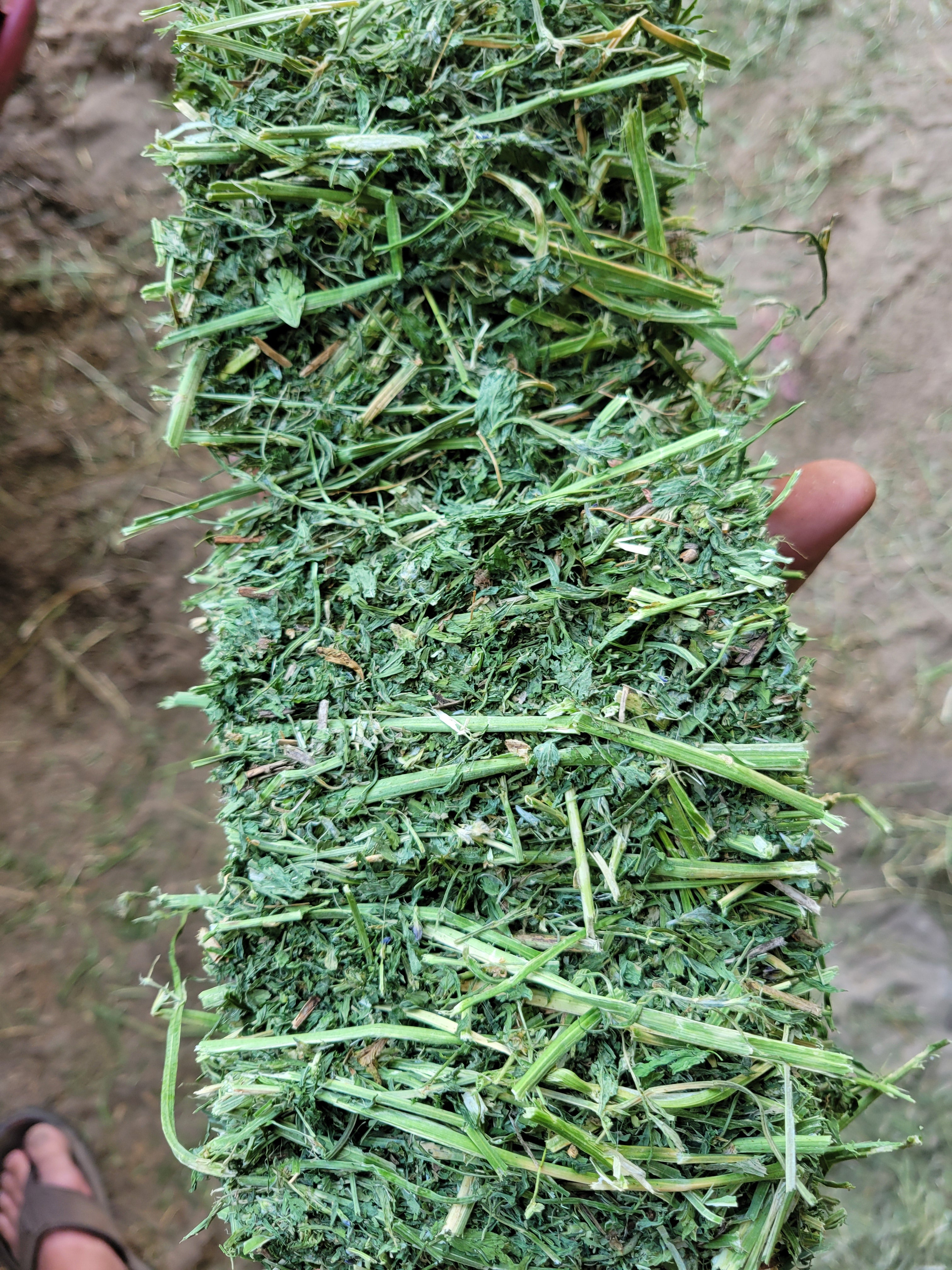 Lot 480 - 160 RFV Alfalfa