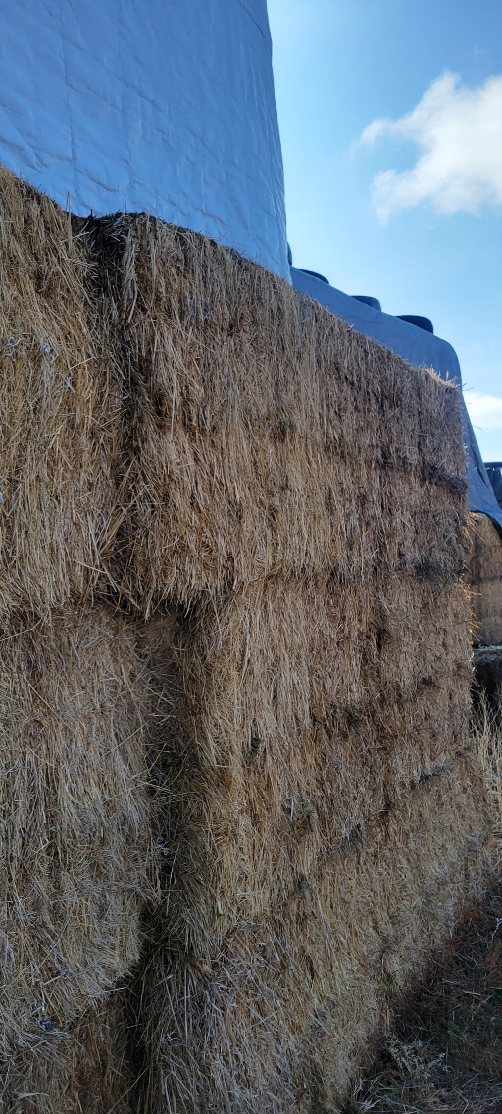 Lot 331 - Great Grass