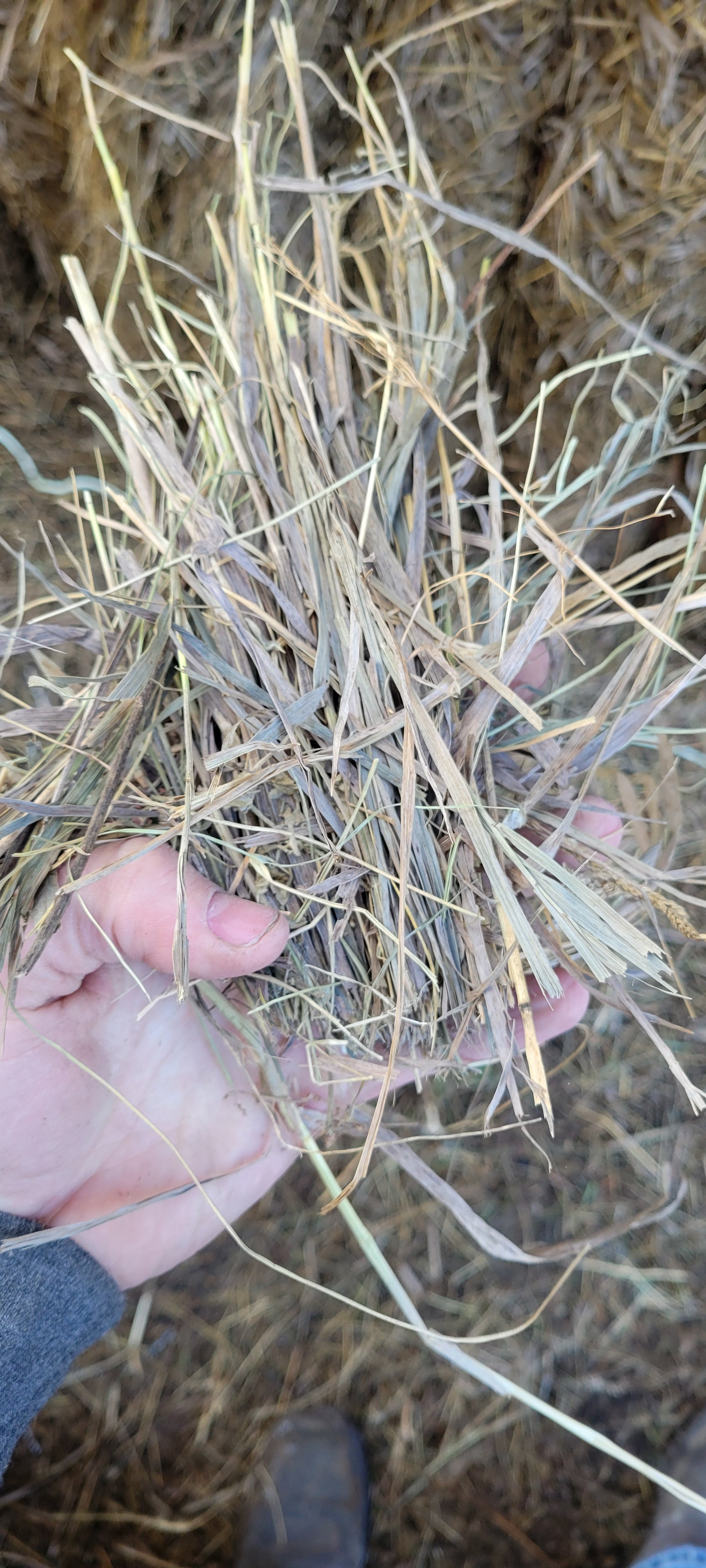 Lot 331 - Great Grass