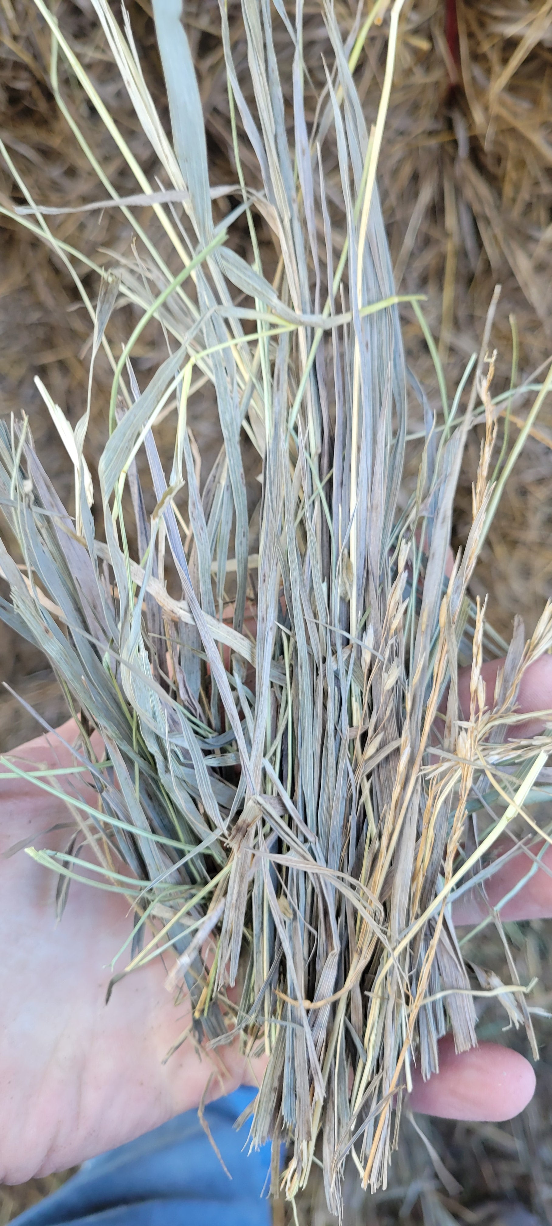 Lot 331 - Great Grass