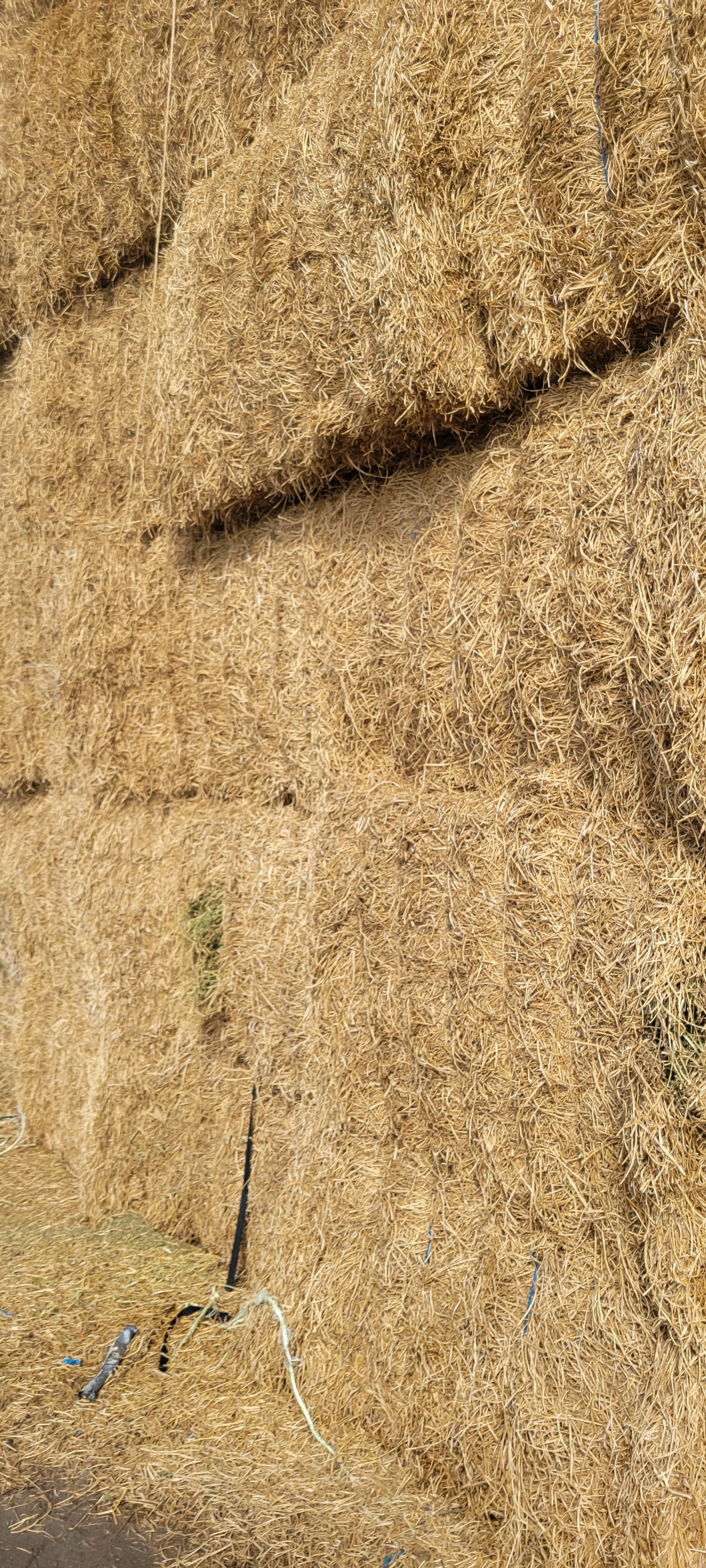 Lot 345 - 130 RFV Alfalfa