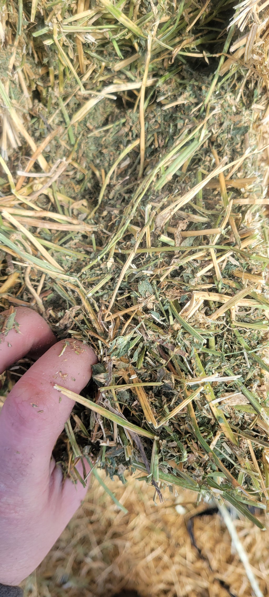 Lot 345 - 130 RFV Alfalfa