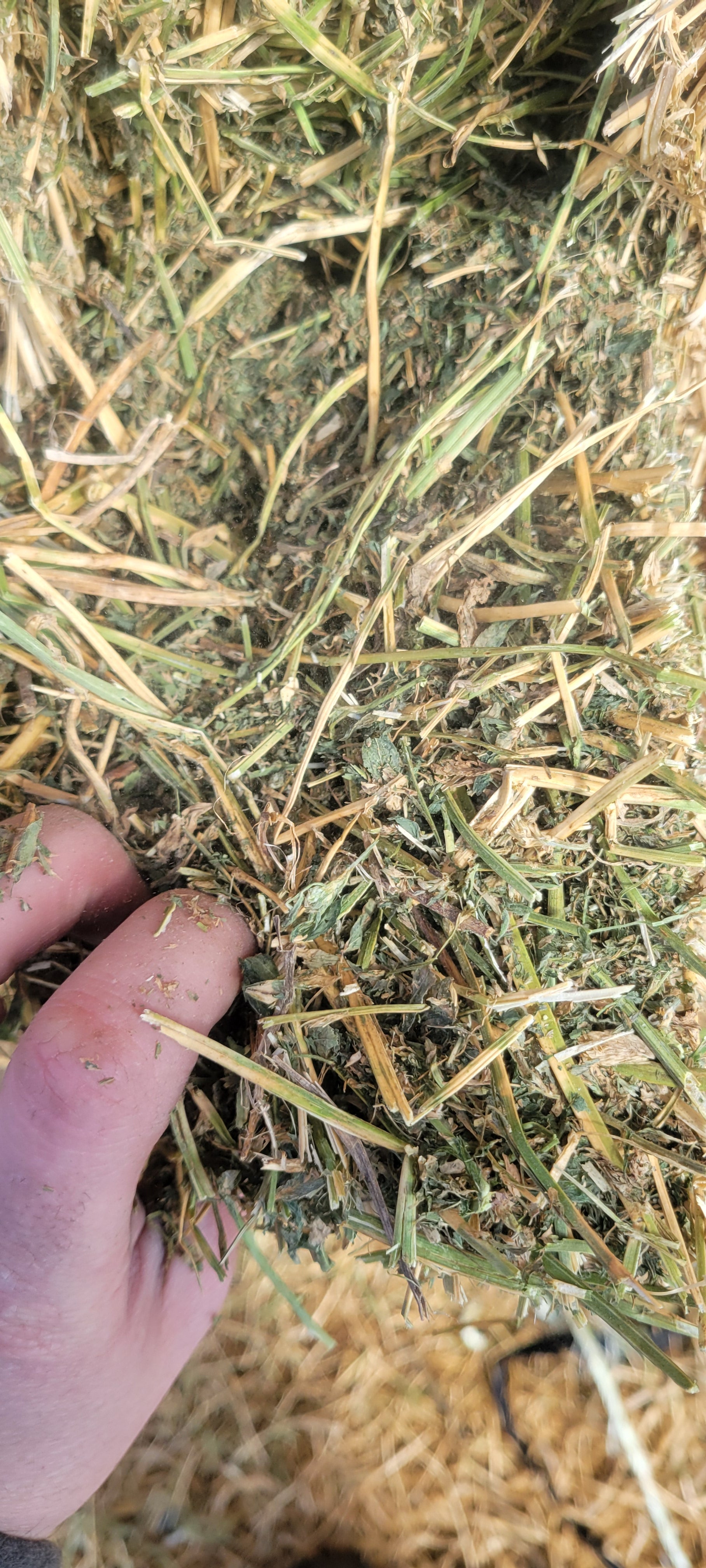 Lot 345 - 130 RFV Alfalfa