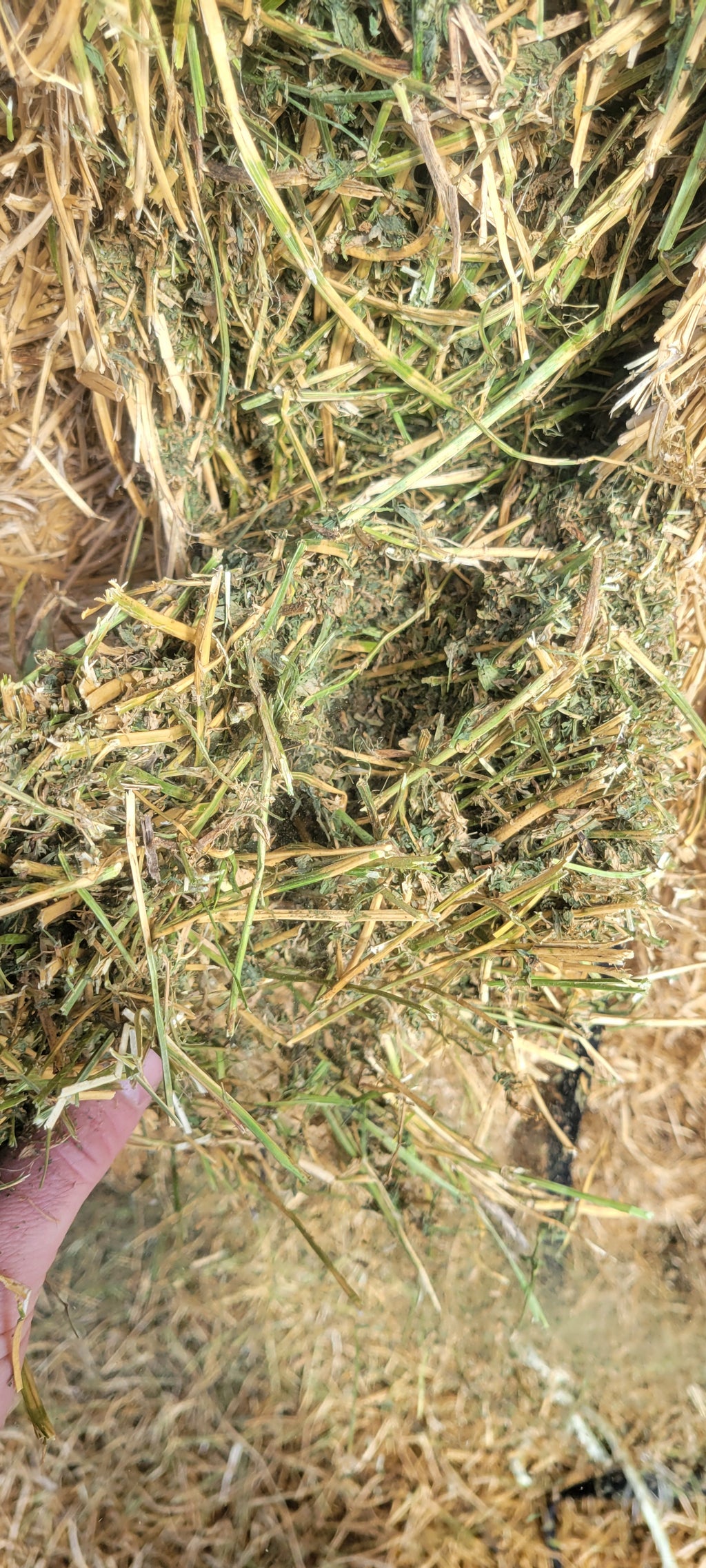 Lot 345 - 130 RFV Alfalfa