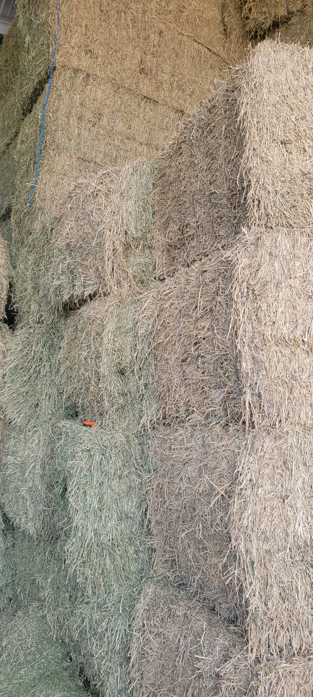 Lot 454 - 170 RFV Alfalfa