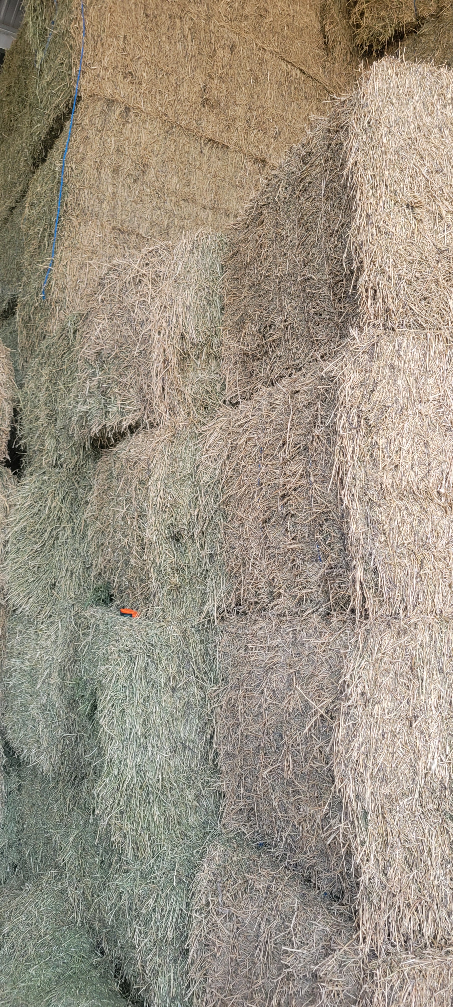 Lot 454 - 170 RFV Alfalfa