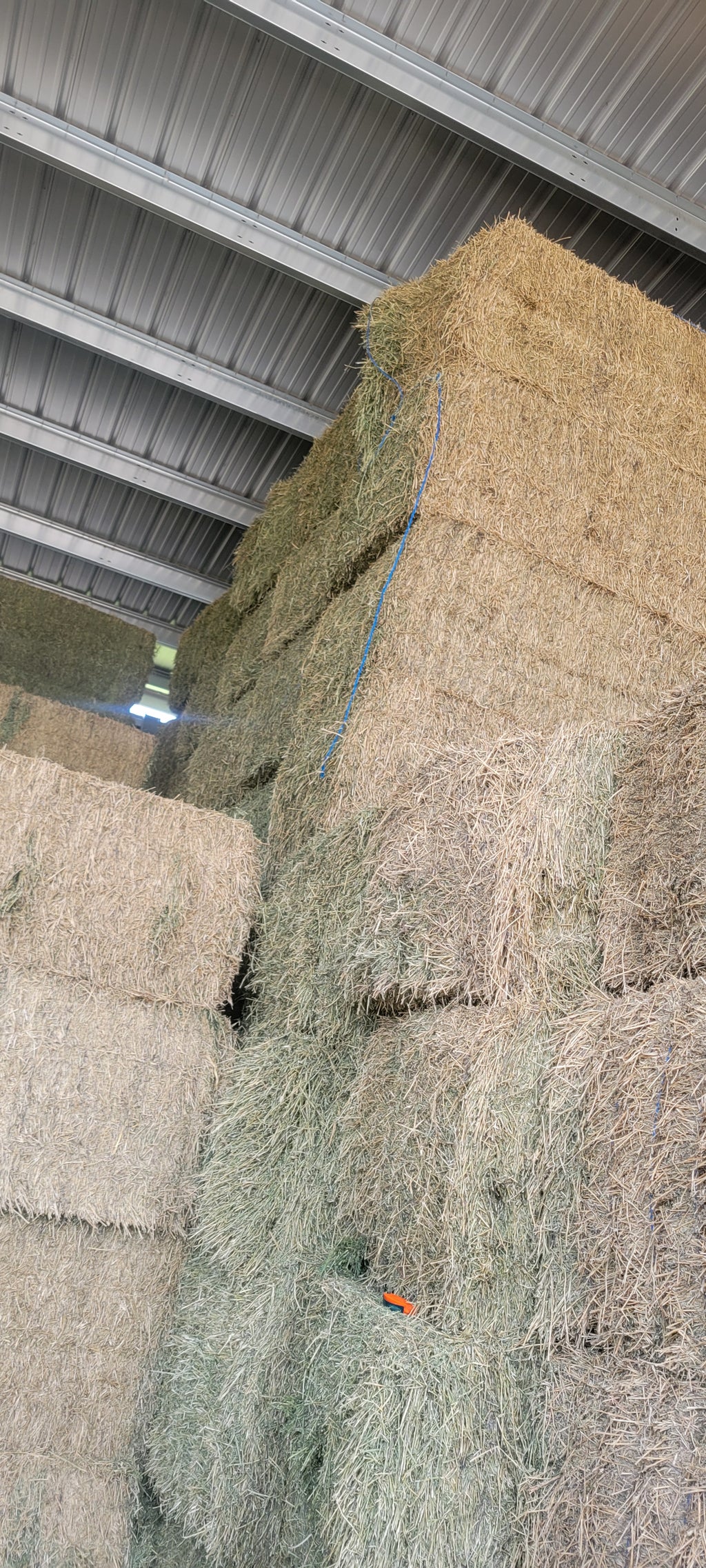 Lot 454 - 170 RFV Alfalfa