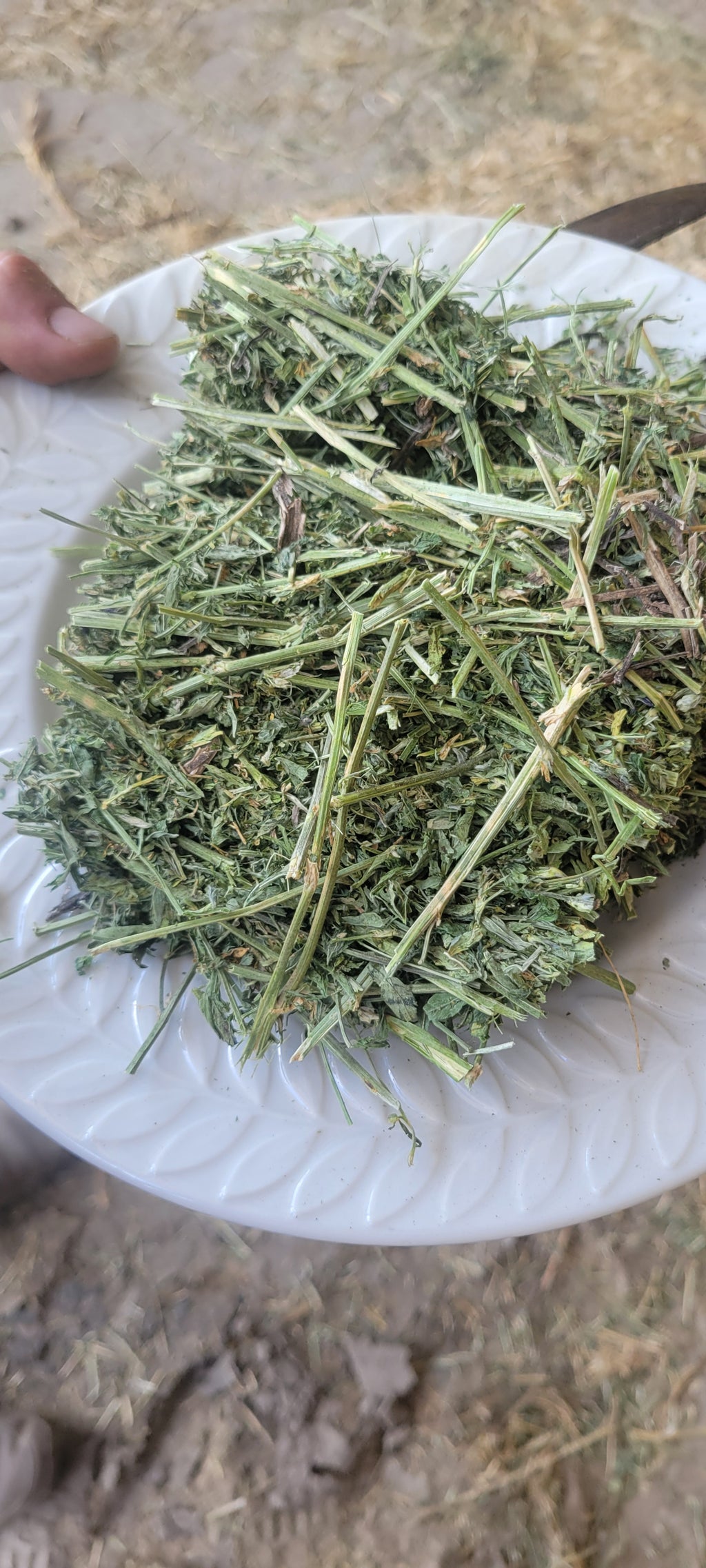 Lot 454 - 170 RFV Alfalfa