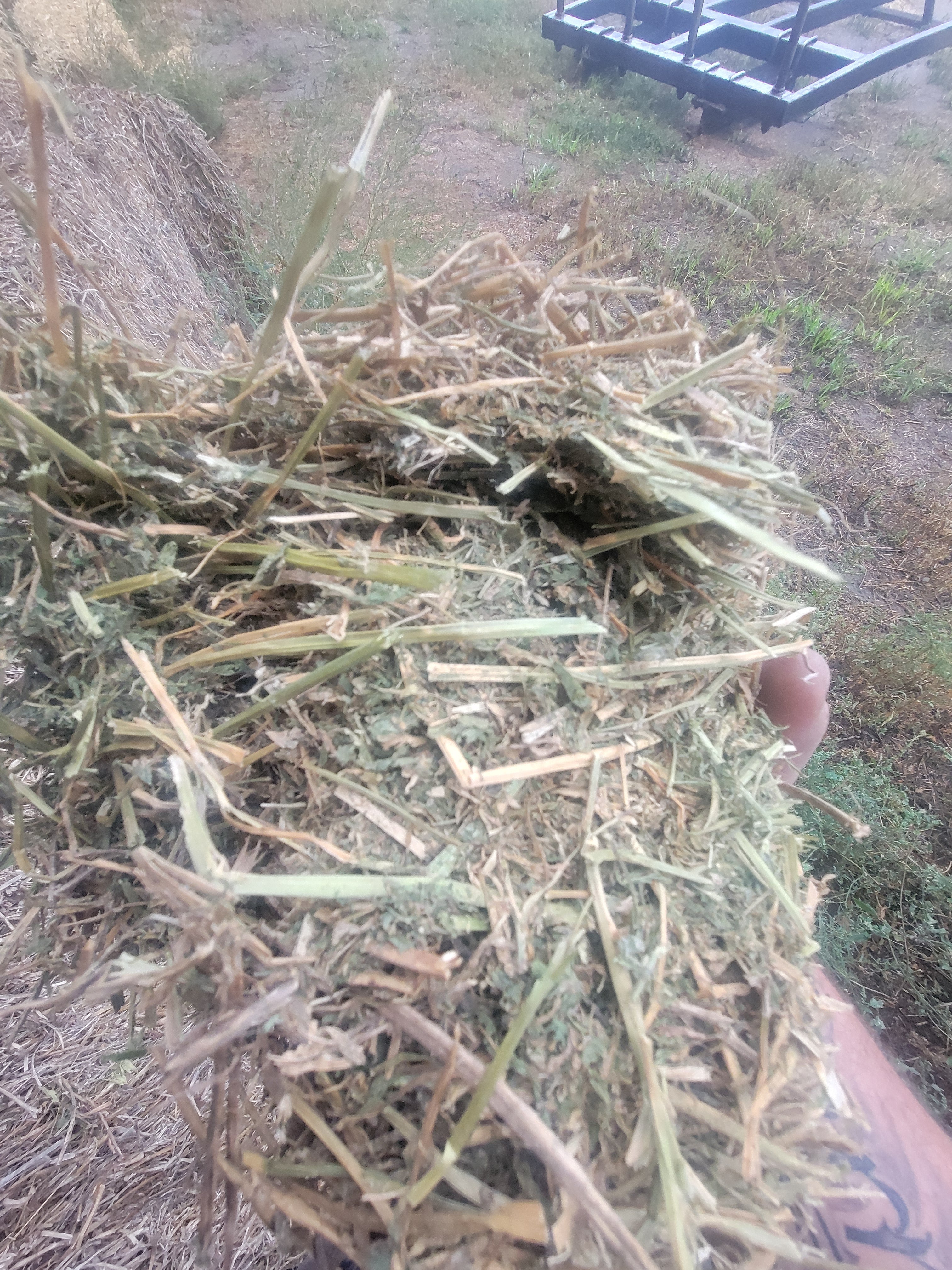 Lot 323 - 130 RFV Alfalfa