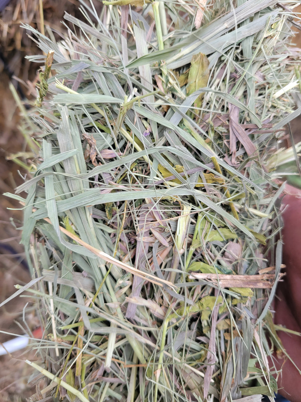 Lot 580