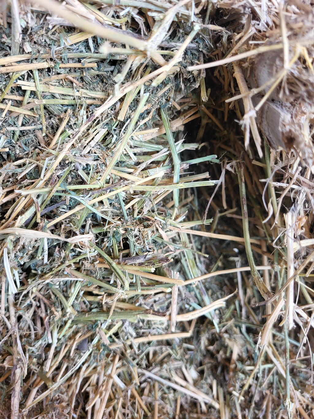 Lot 323 - 130 RFV Alfalfa