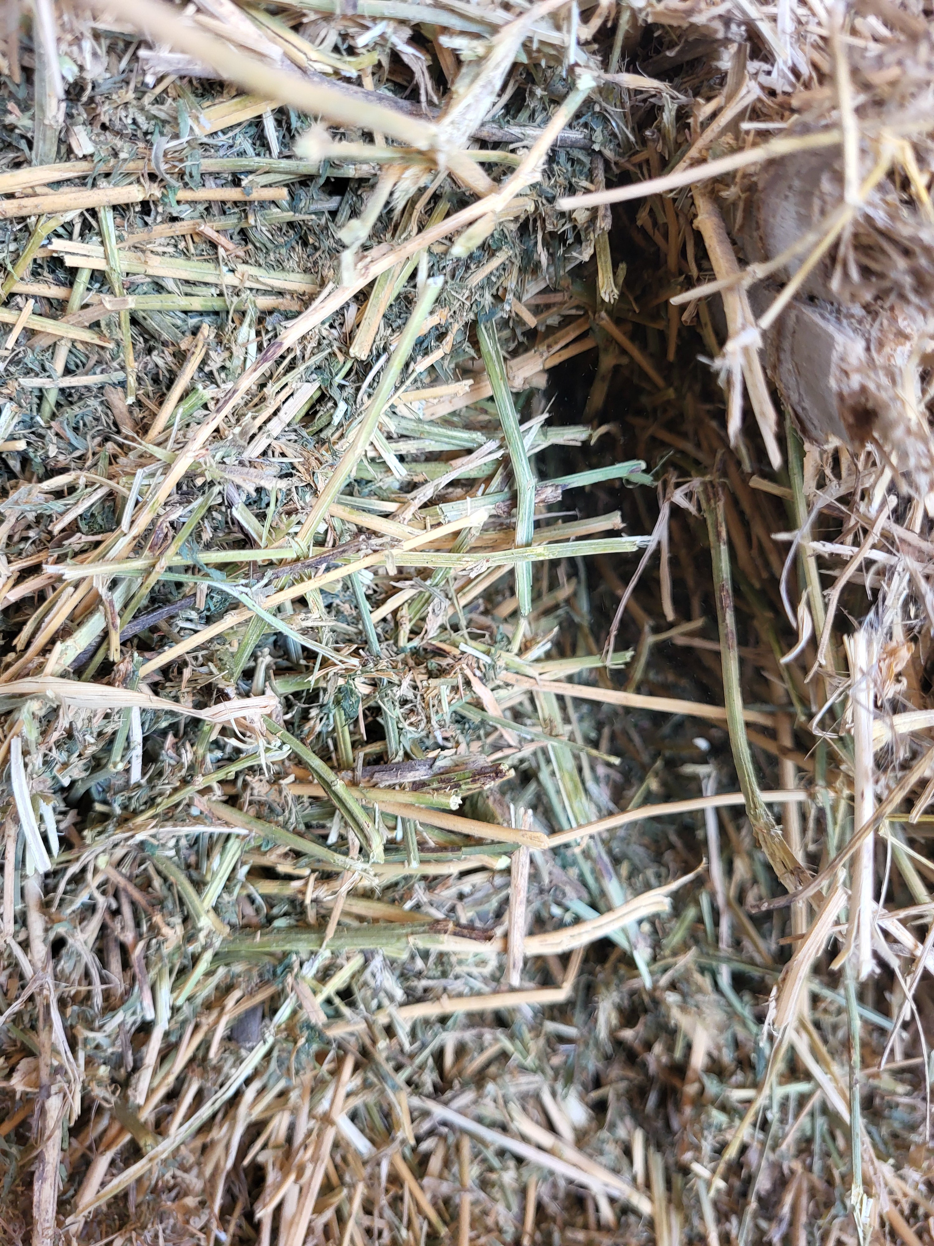 Lot 323 - 130 RFV Alfalfa