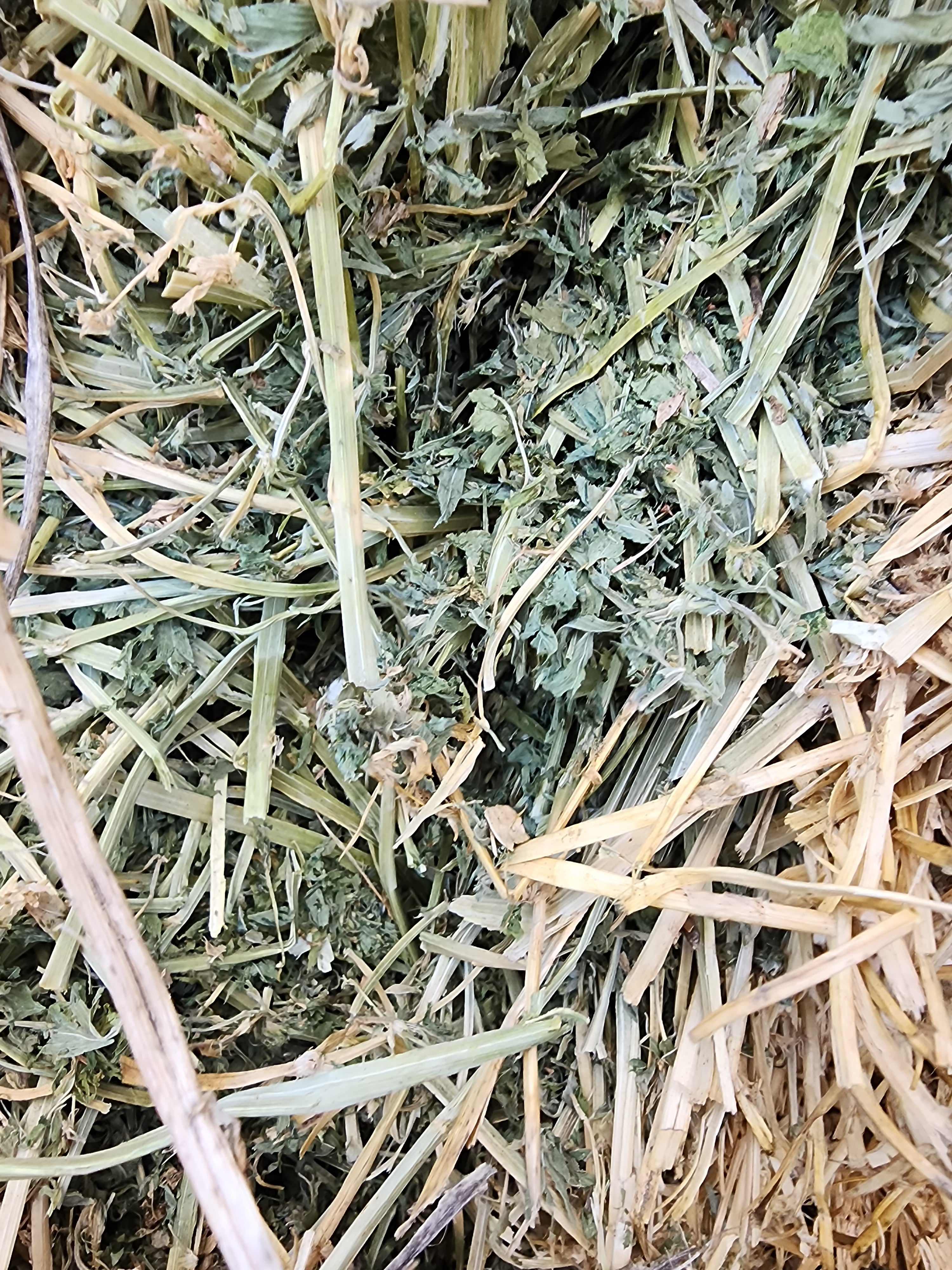 Lot 563 - 190 RFV Alfalfa