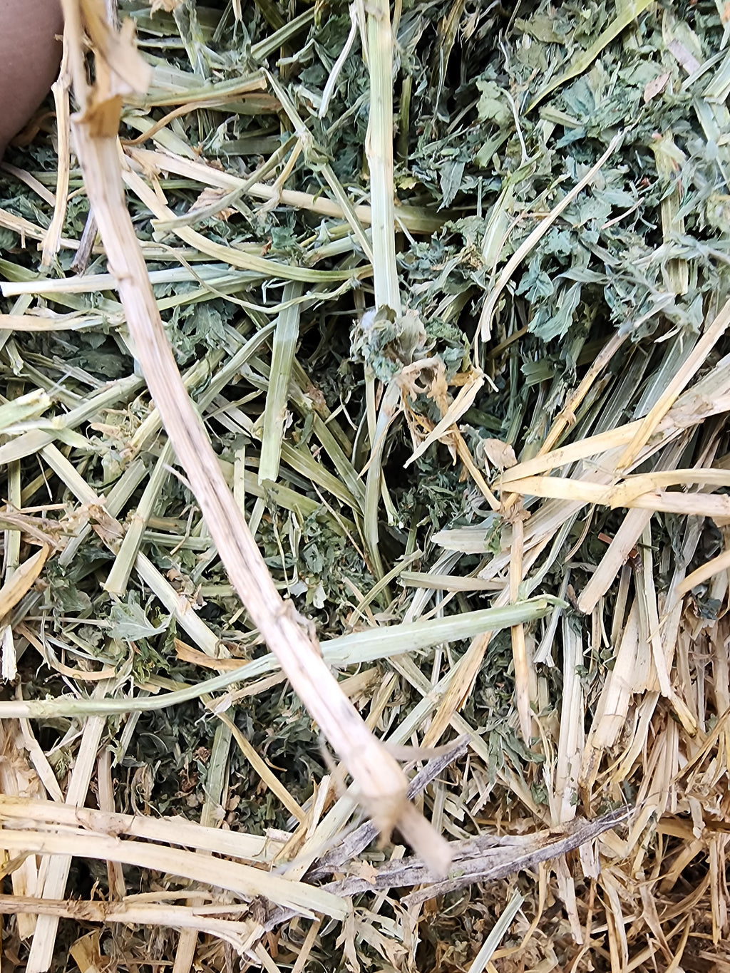 Lot 563 - 190 RFV Alfalfa