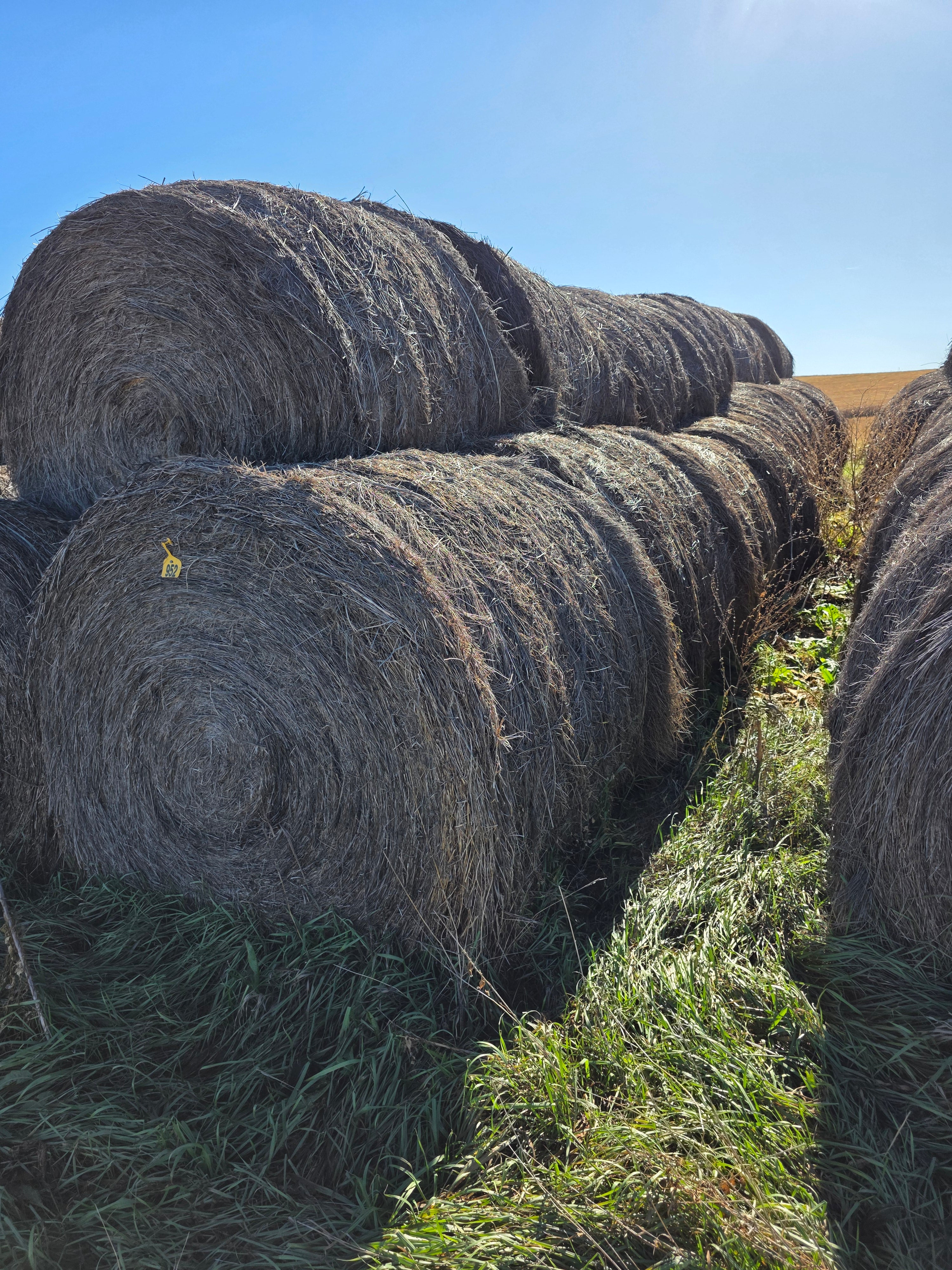 Lot 952 - Crested Wheat