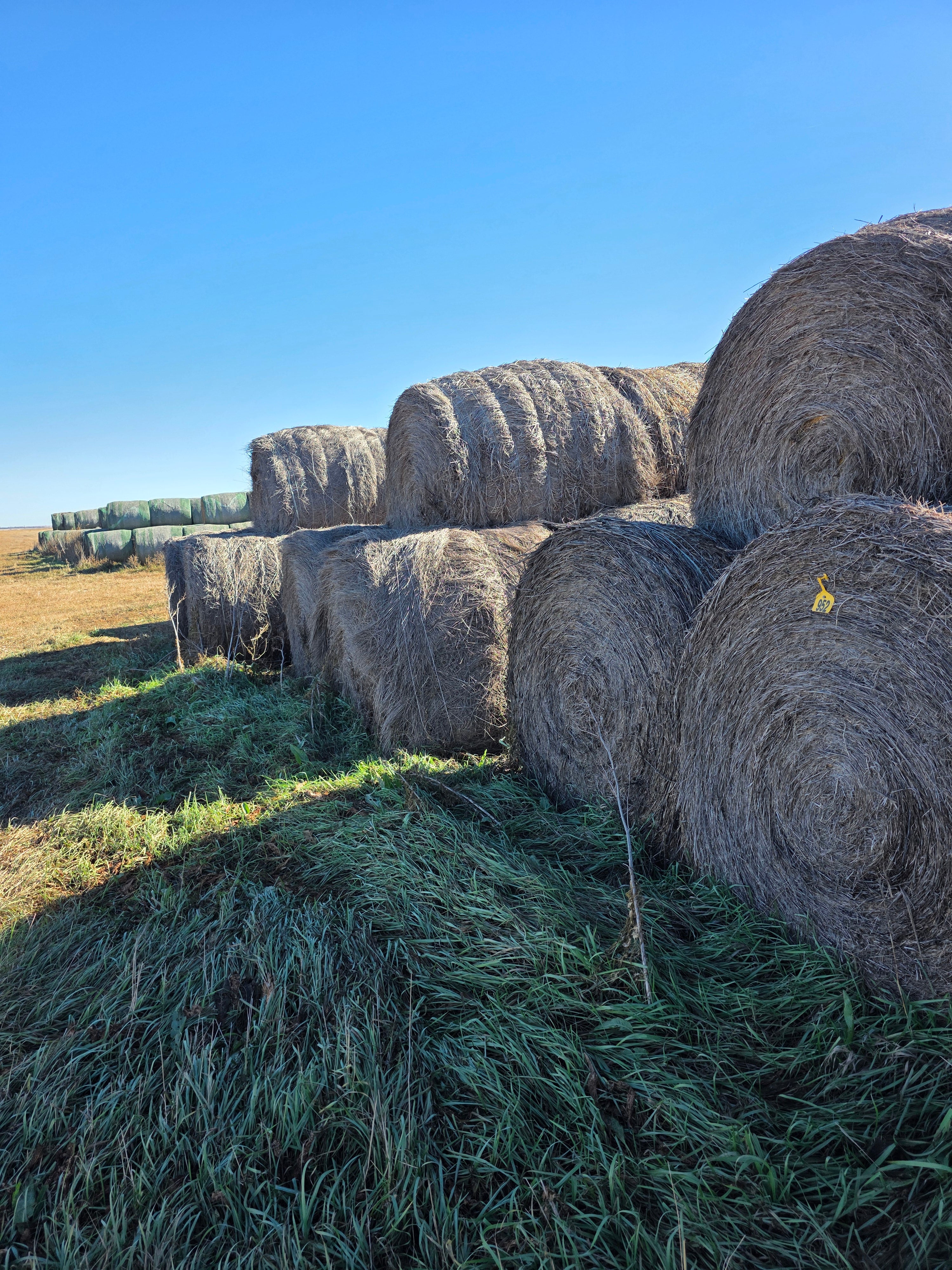Lot 952 - Crested Wheat