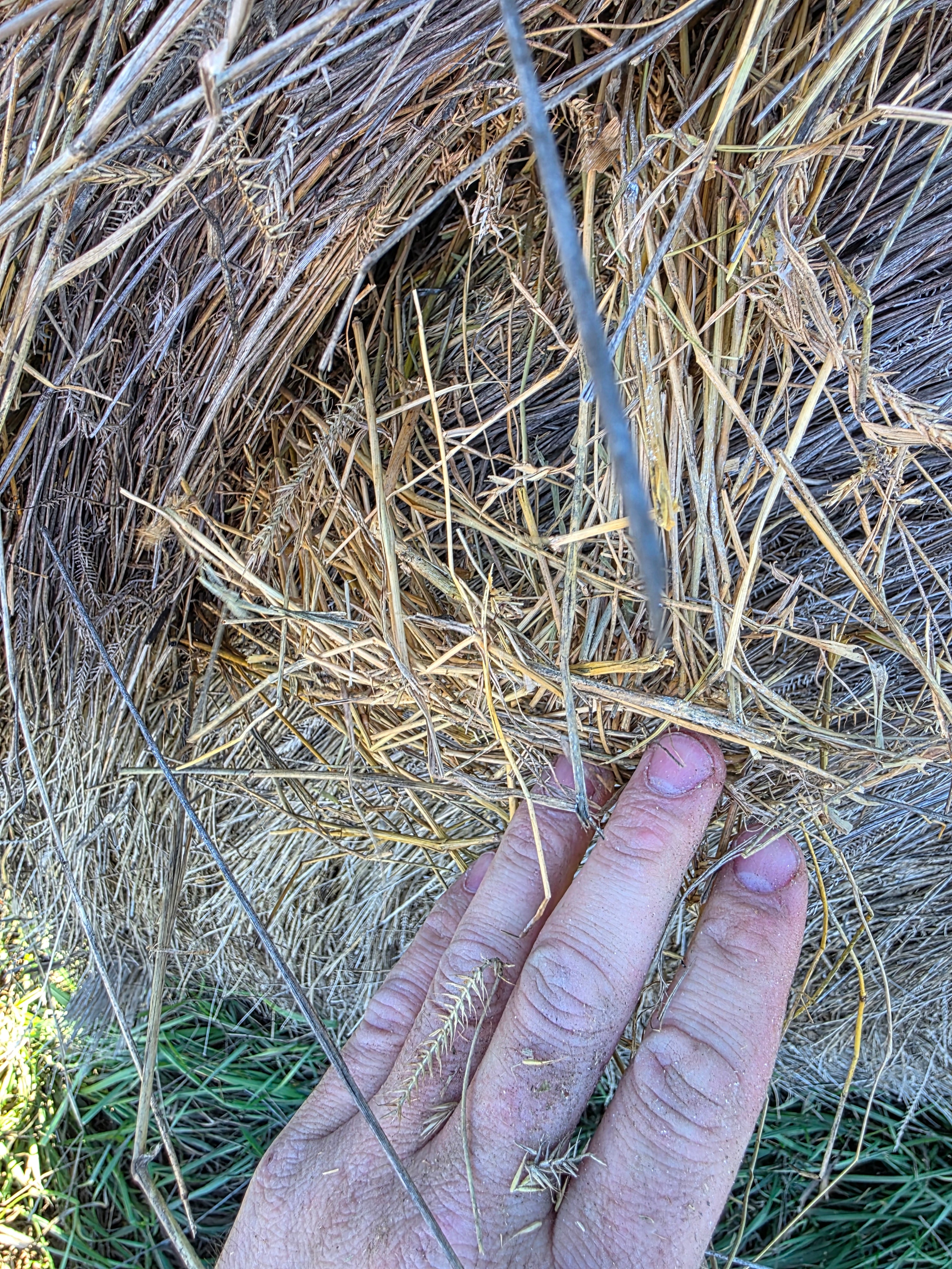 Lot 952 - Crested Wheat