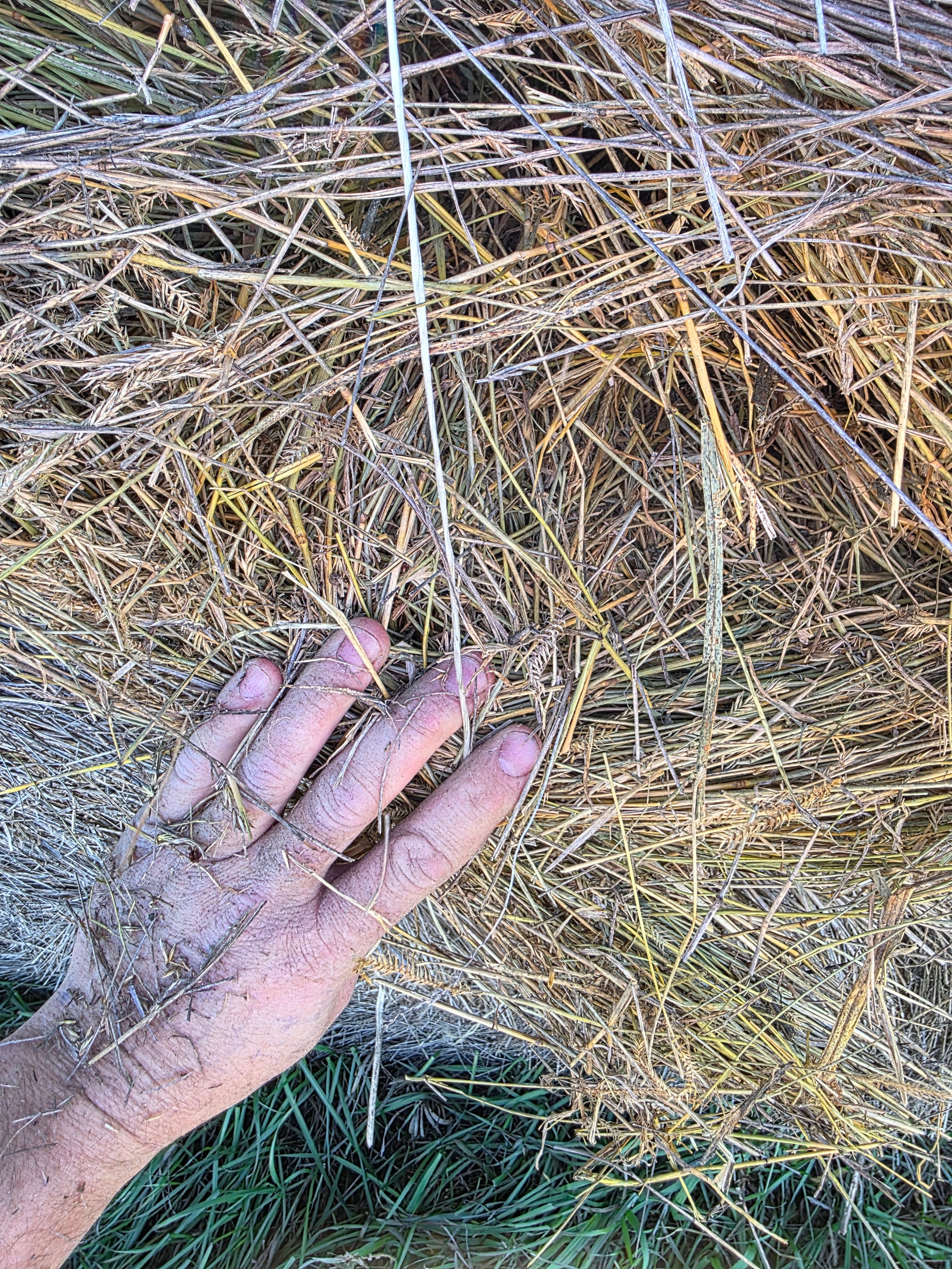 Lot 952 - Crested Wheat