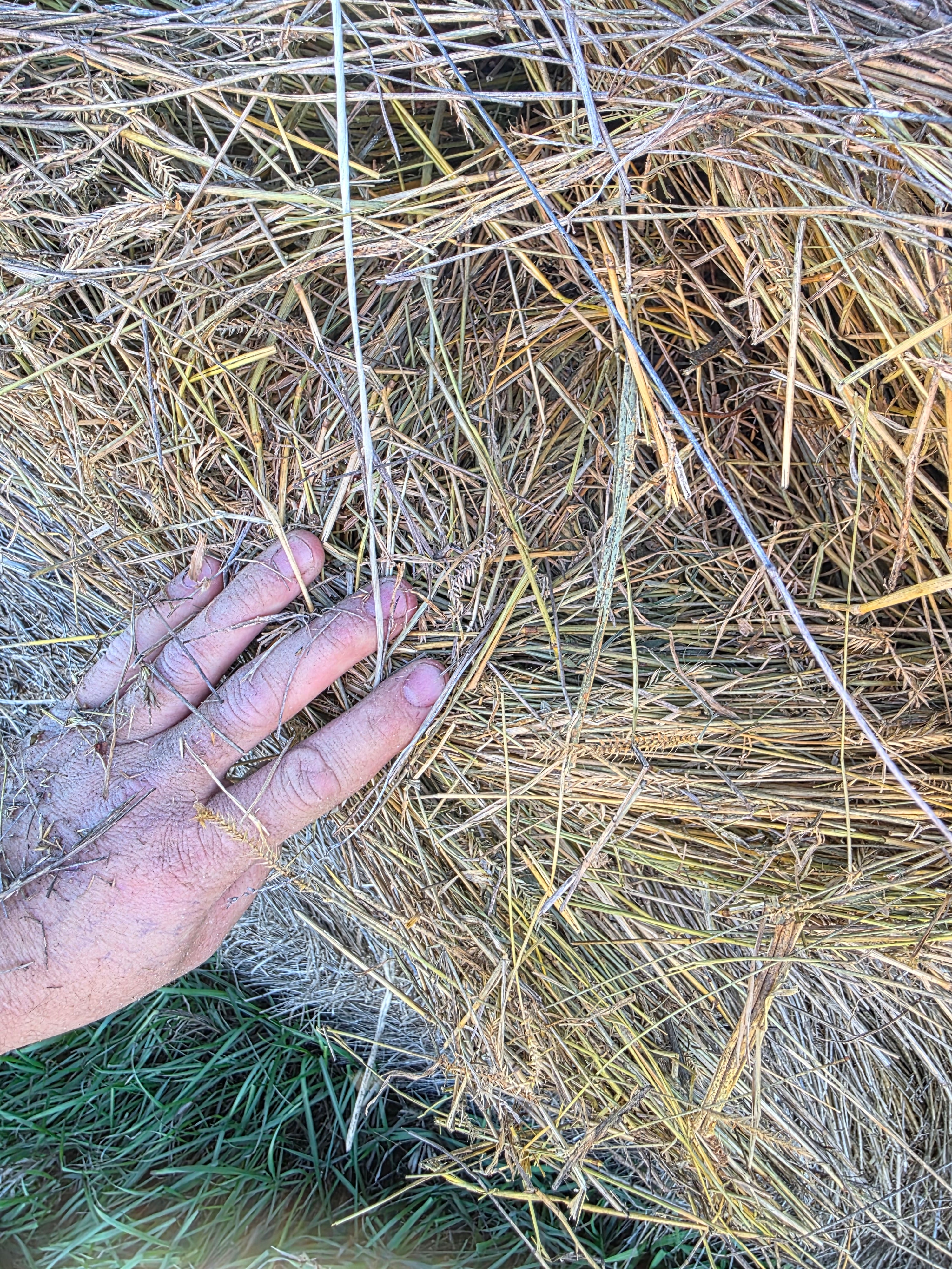 Lot 952 - Crested Wheat