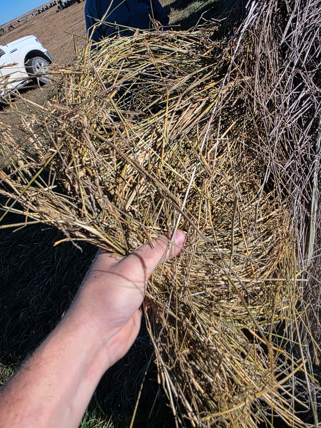 Lot 952 - Crested Wheat