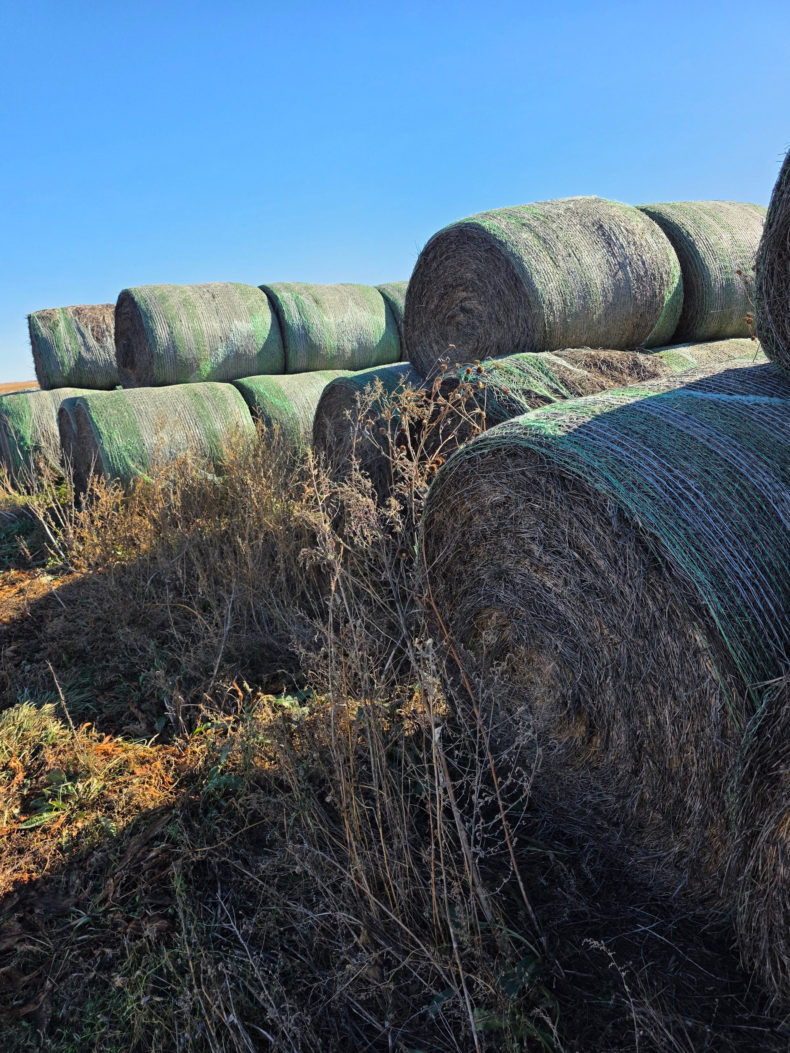 Lot 953 - 140 RFV Alfalfa