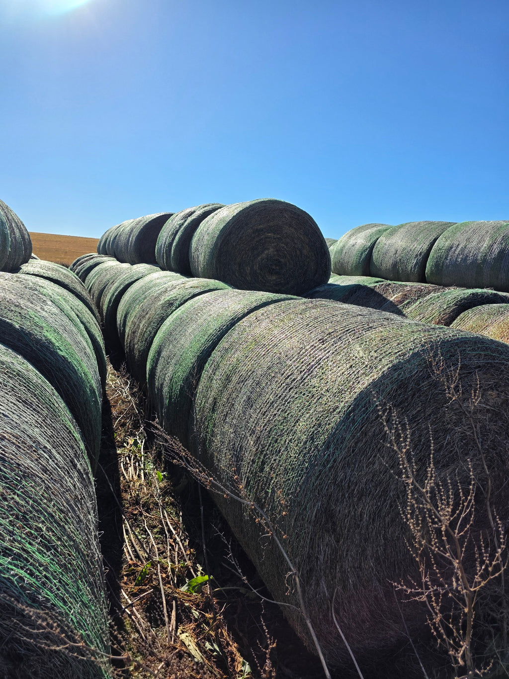 Lot 953 - 140 RFV Alfalfa