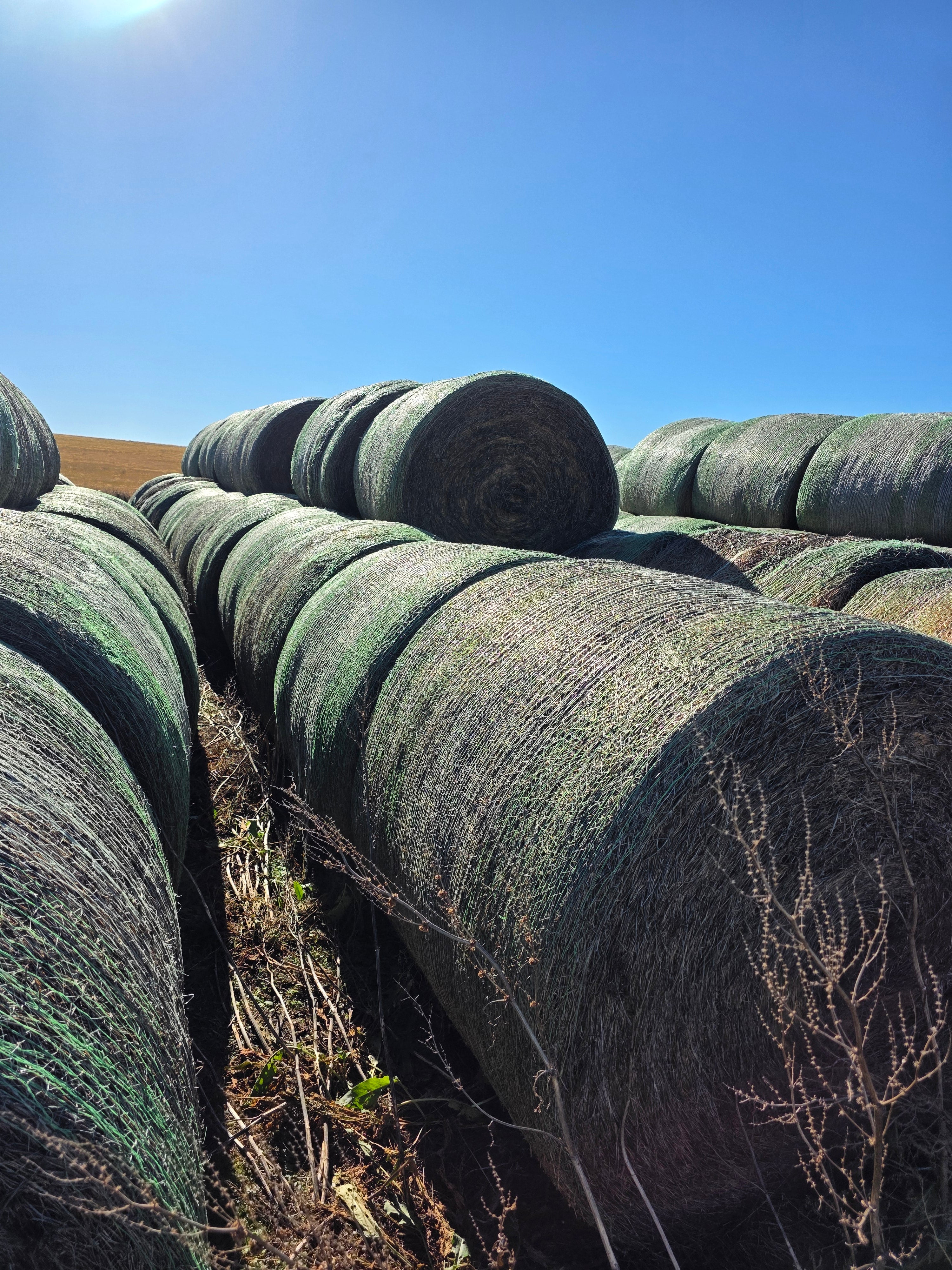 Lot 953 - 140 RFV Alfalfa