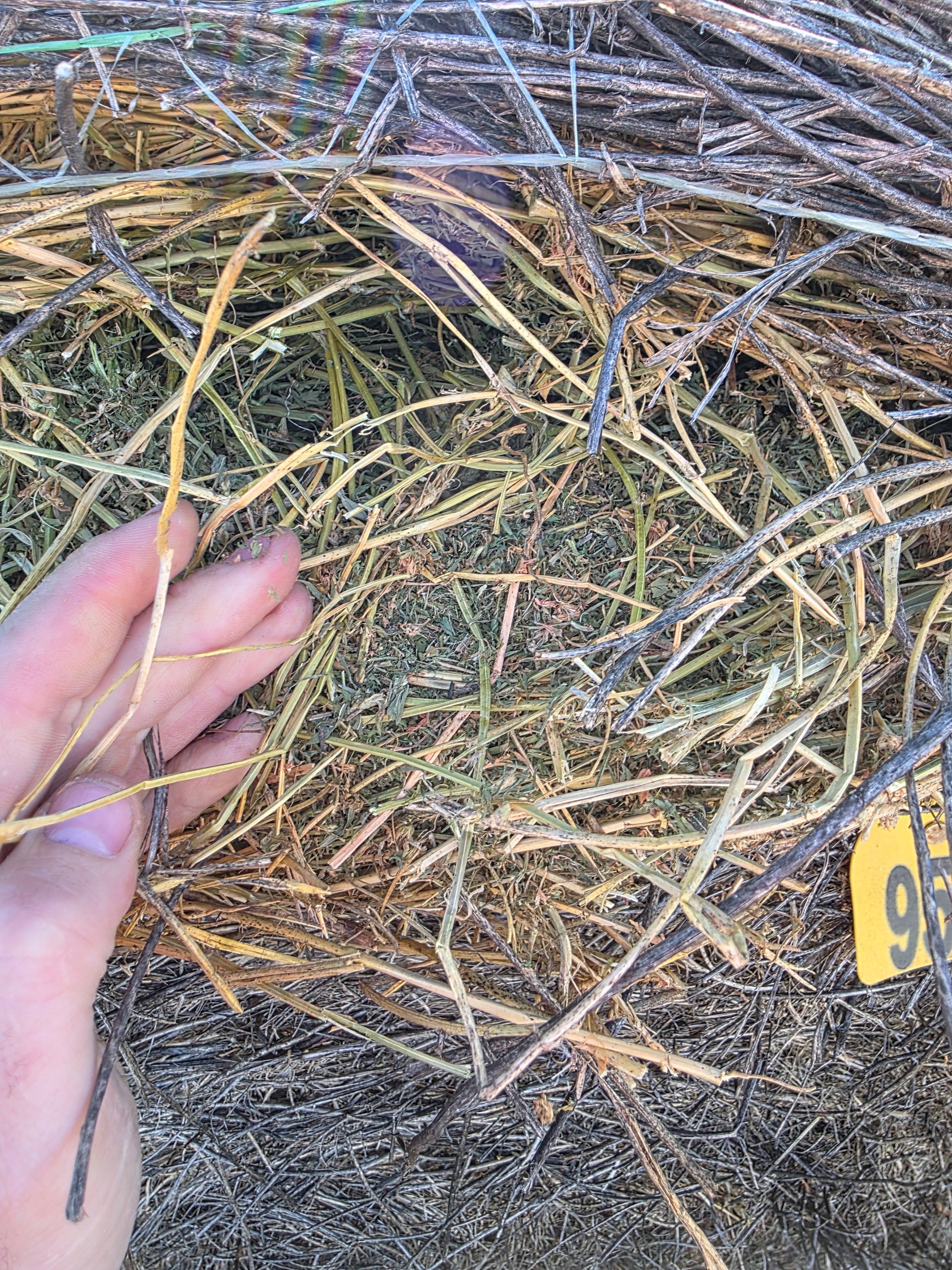 Lot 953 - 140 RFV Alfalfa