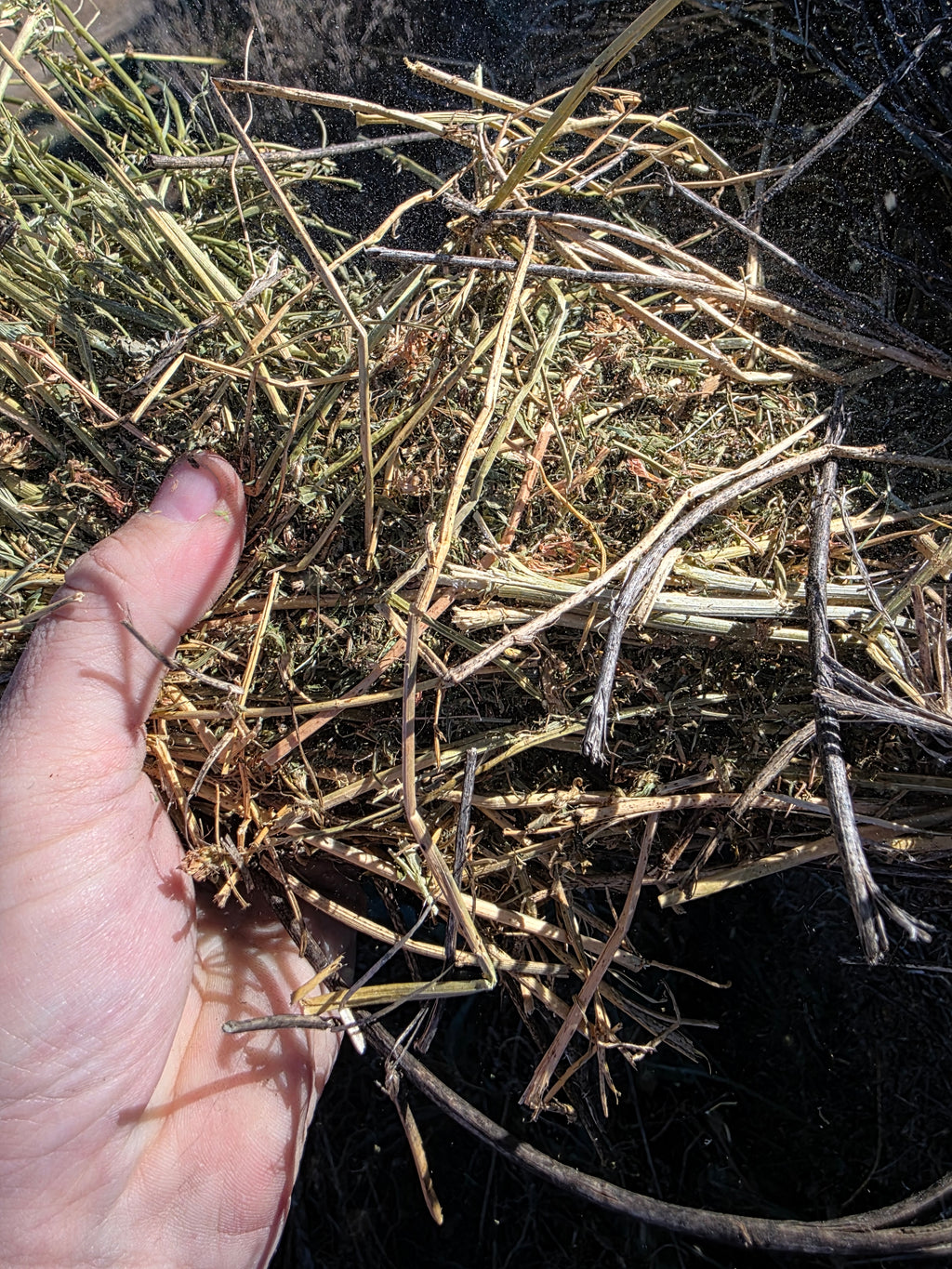 Lot 953 - 140 RFV Alfalfa