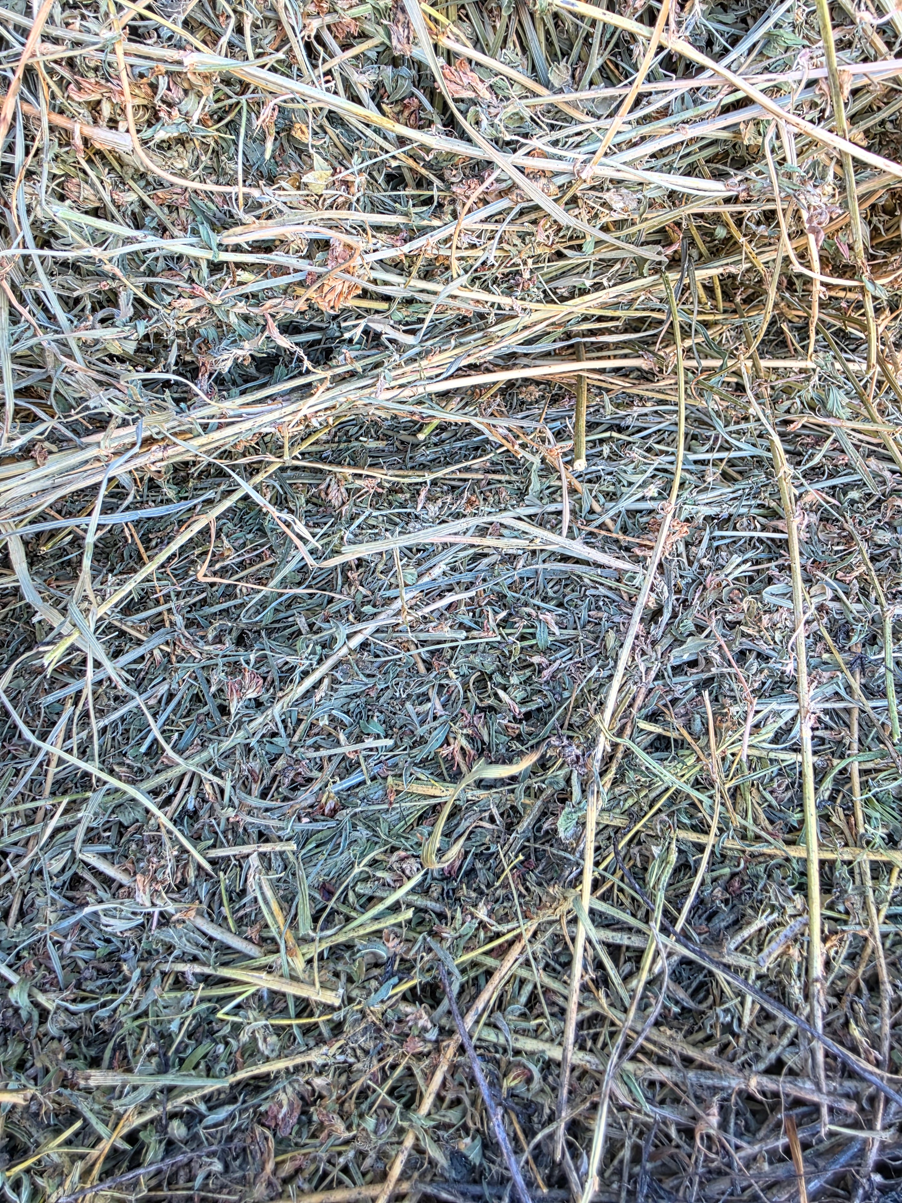 Lot 953 - 140 RFV Alfalfa