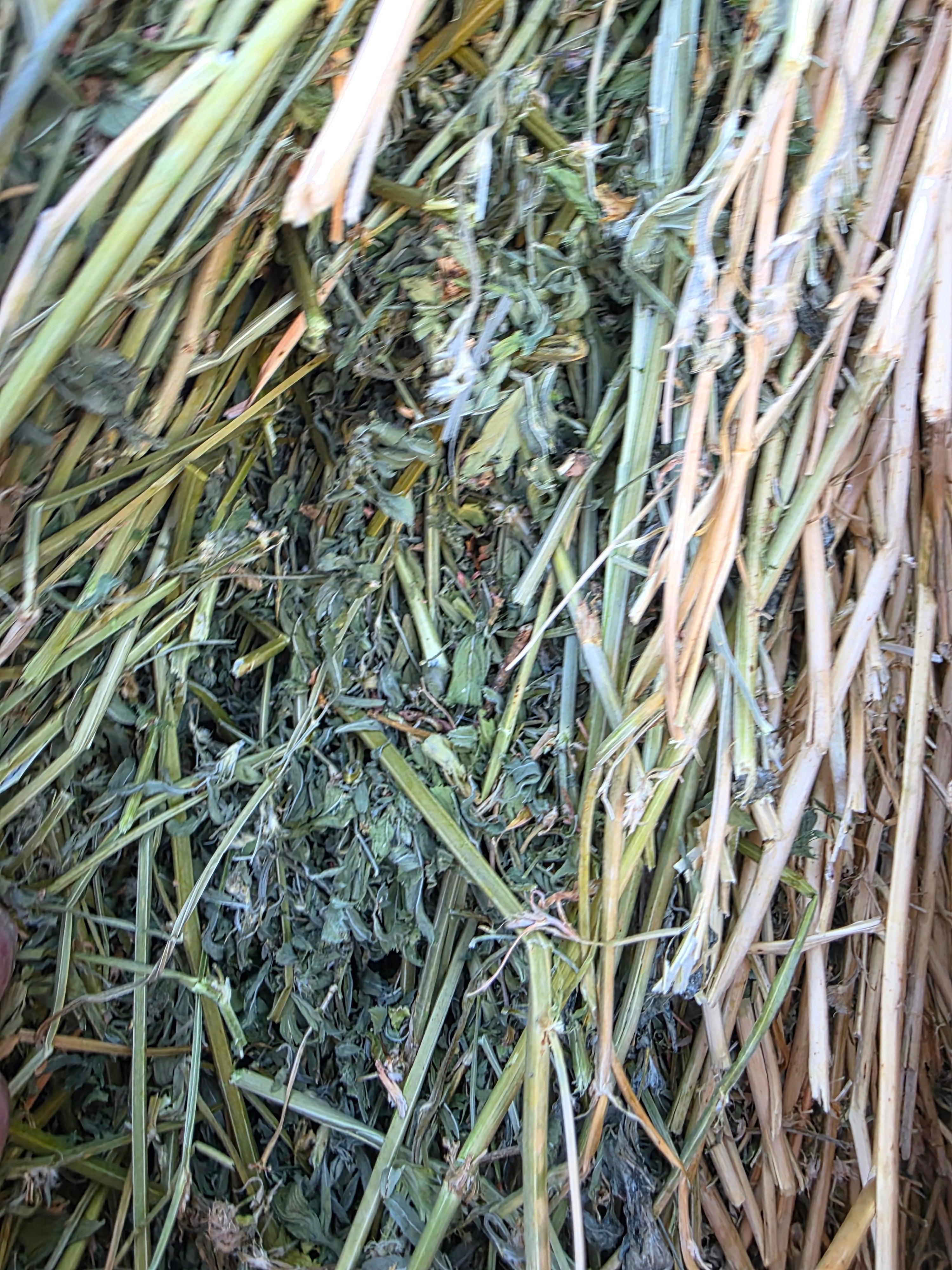 Lot 224 - 160 RFV Alfalfa