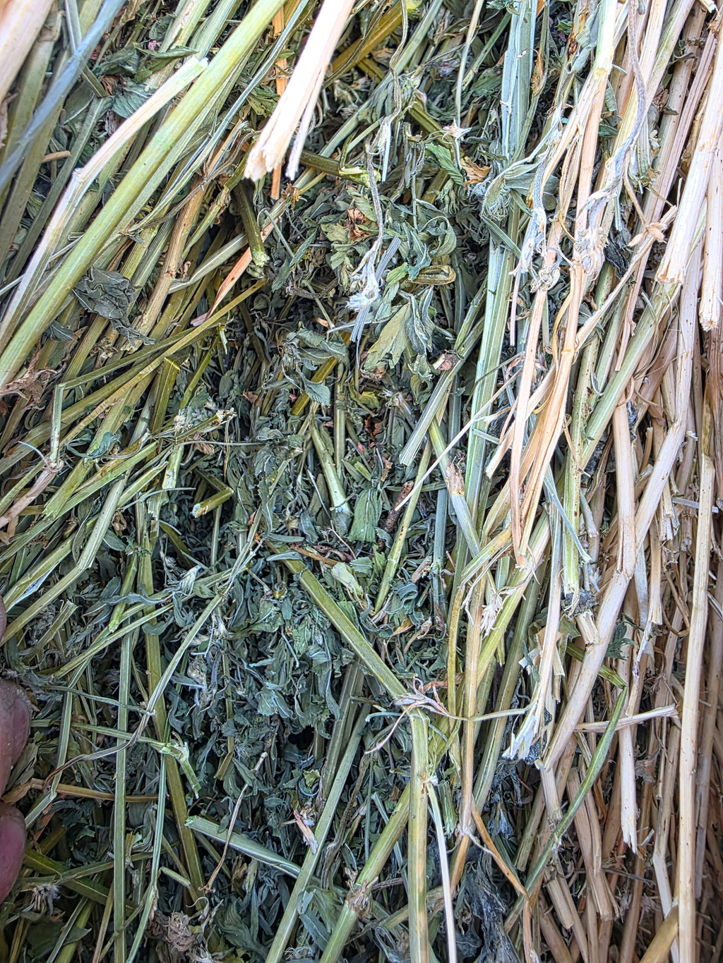 Lot 224 - 160 RFV Alfalfa