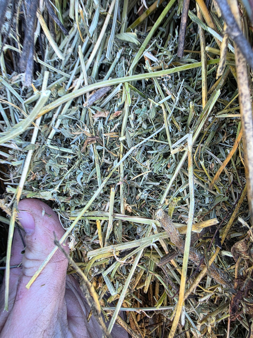 Lot 224 - 160 RFV Alfalfa