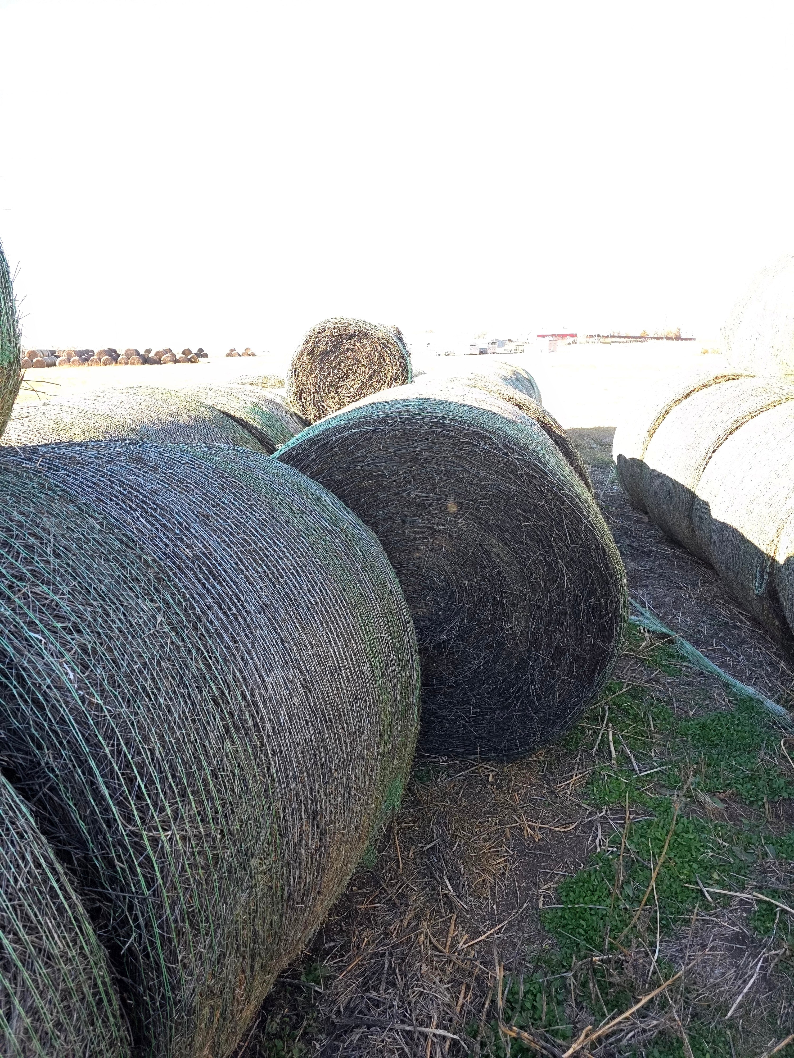 Lot 224 - 160 RFV Alfalfa