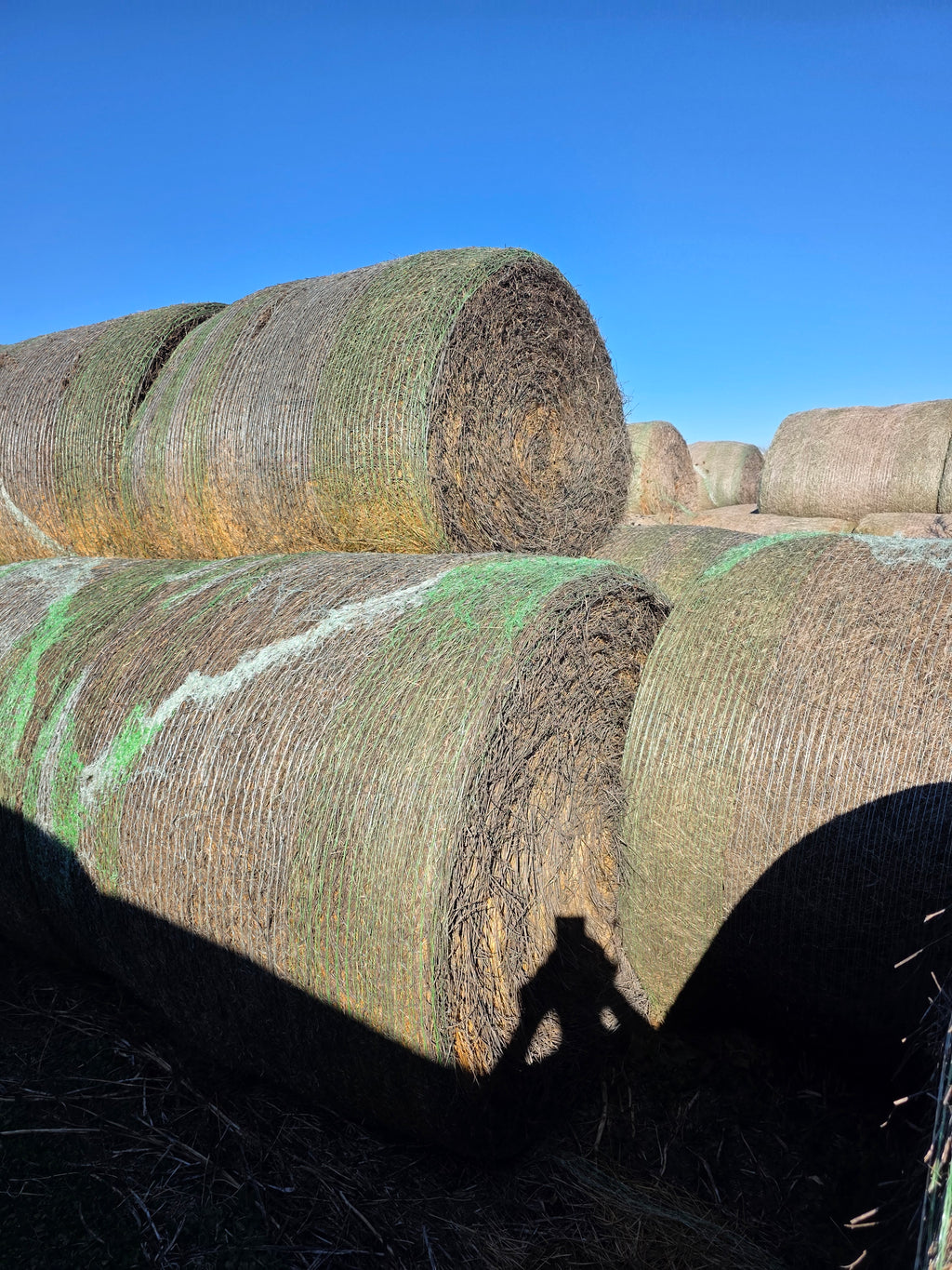 Lot 224 - 160 RFV Alfalfa