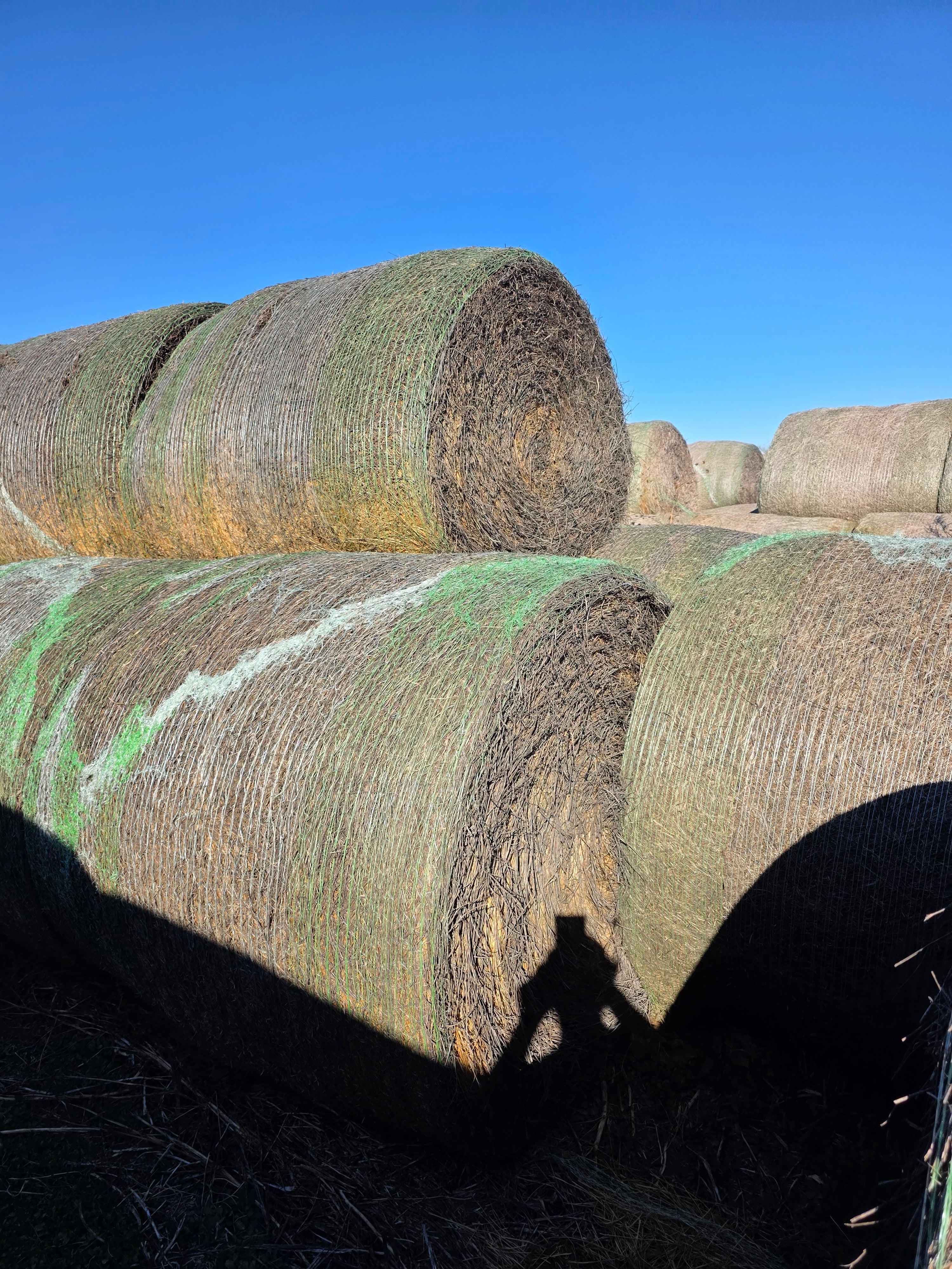 Lot 224 - 160 RFV Alfalfa