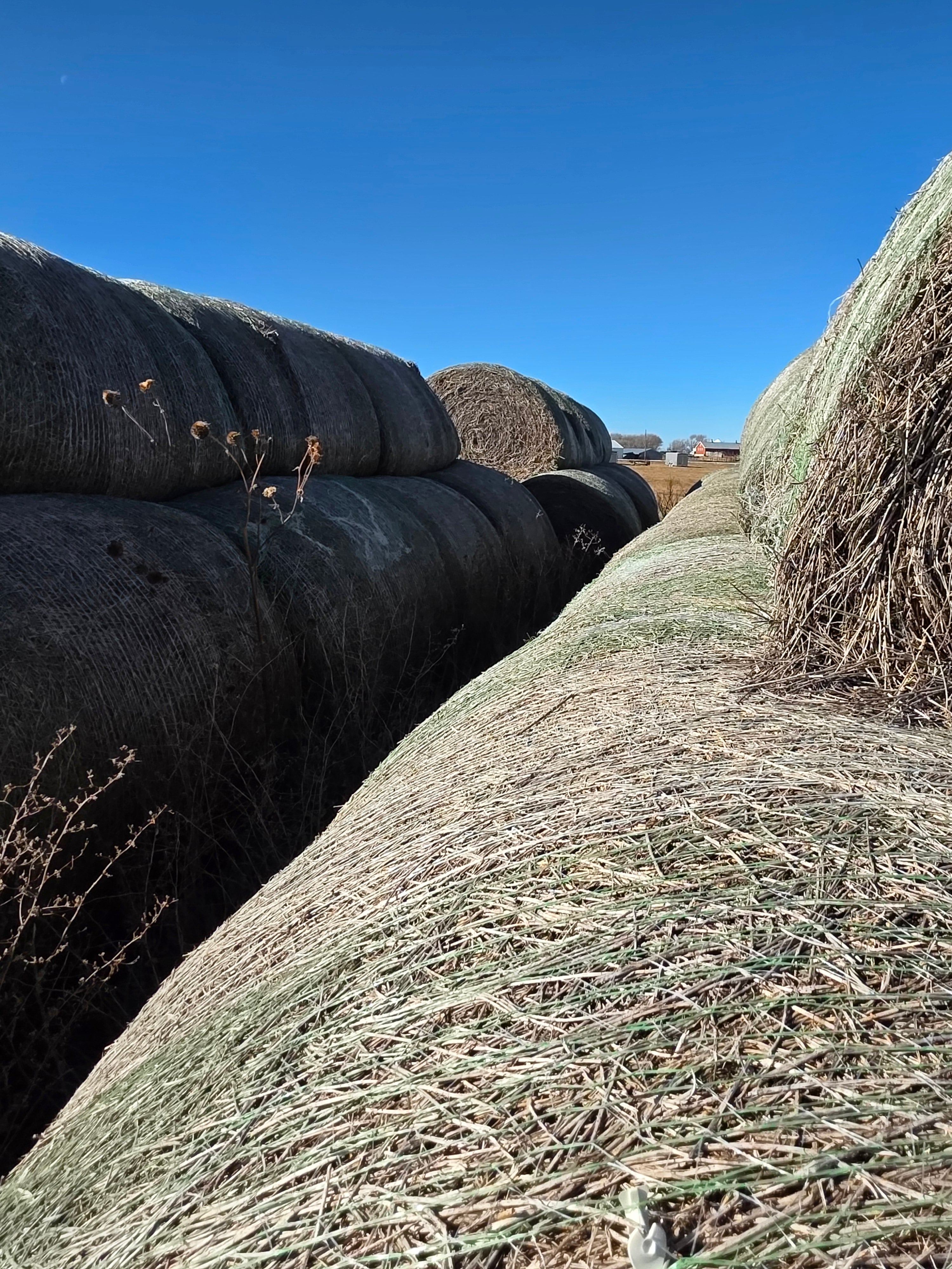 Lot 225 - 140 RFV Alfalfa