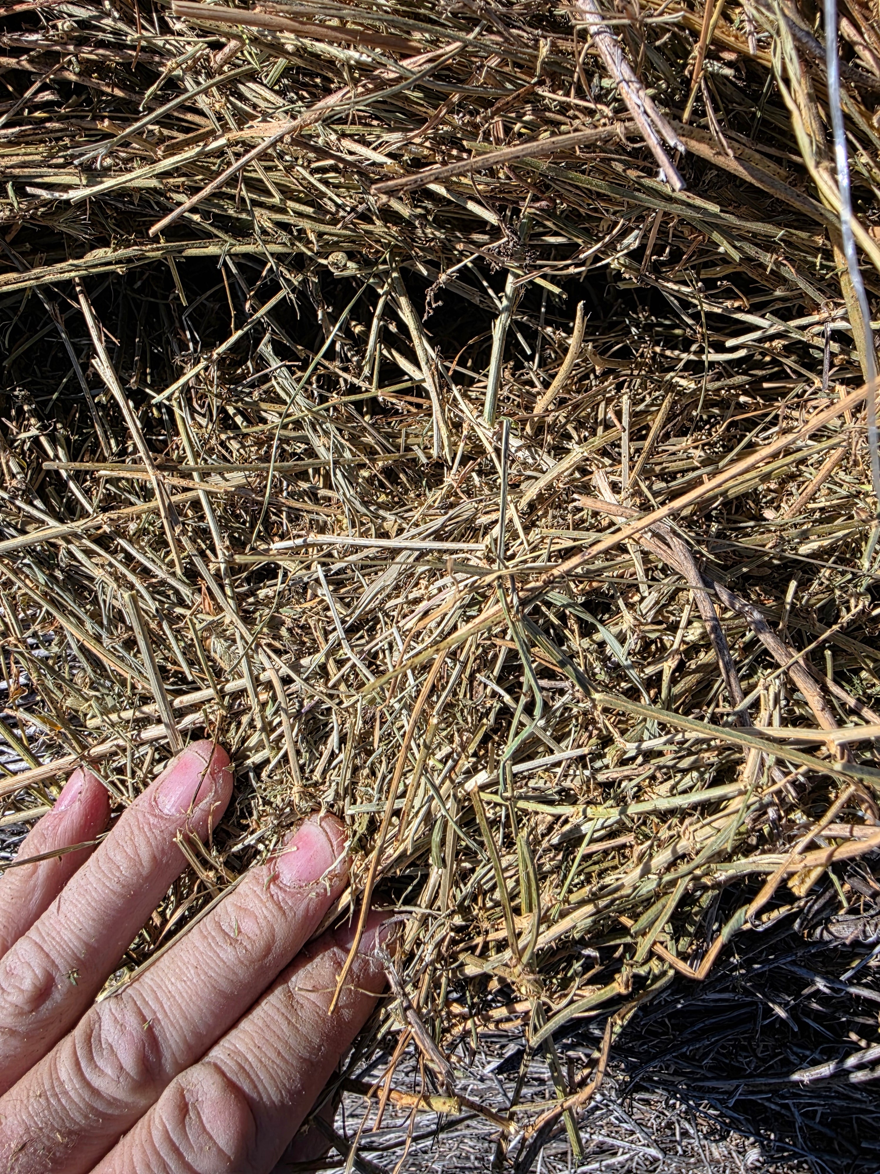 Lot 225 - 140 RFV Alfalfa