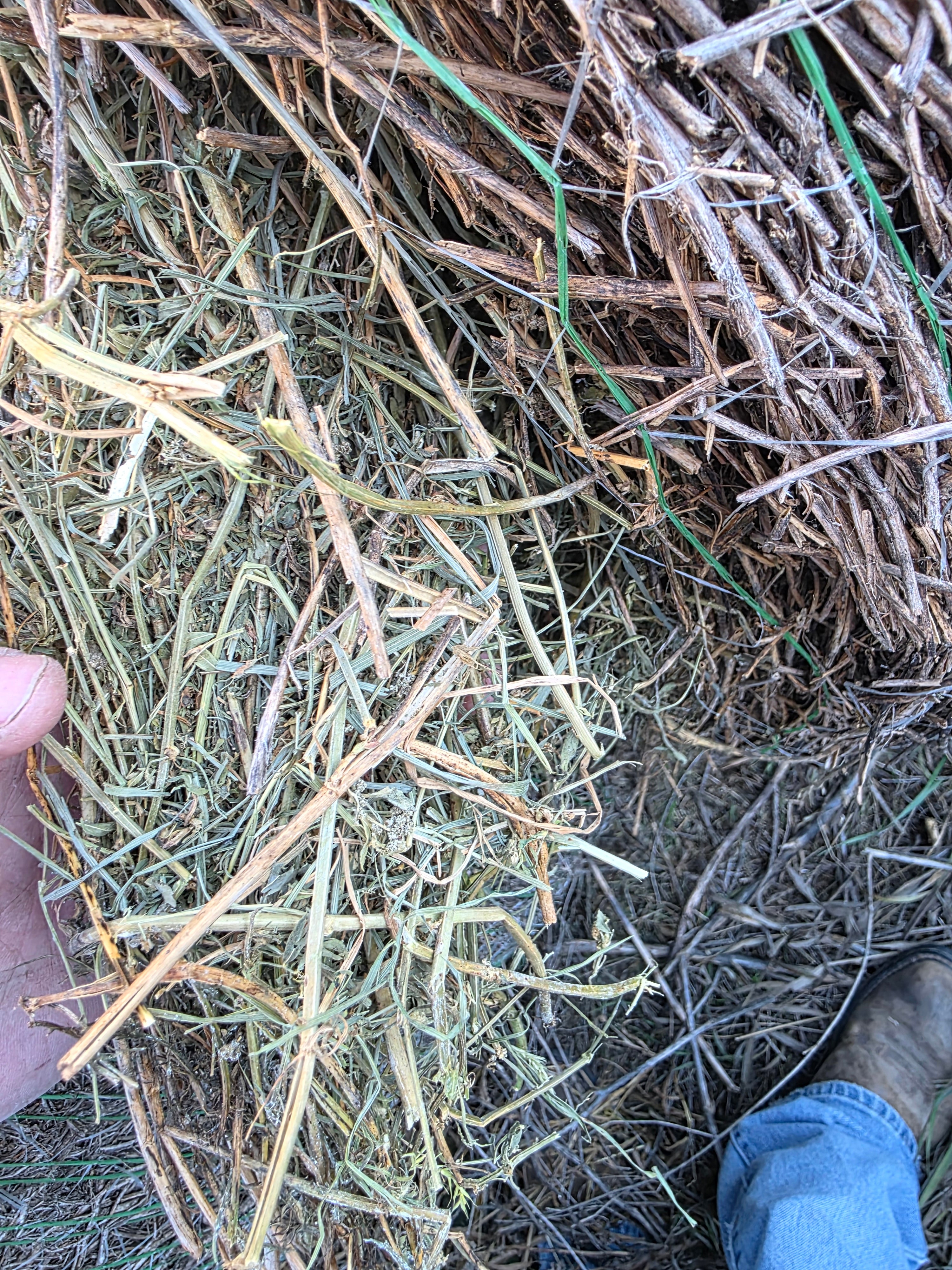 Lot 225 - 140 RFV Alfalfa