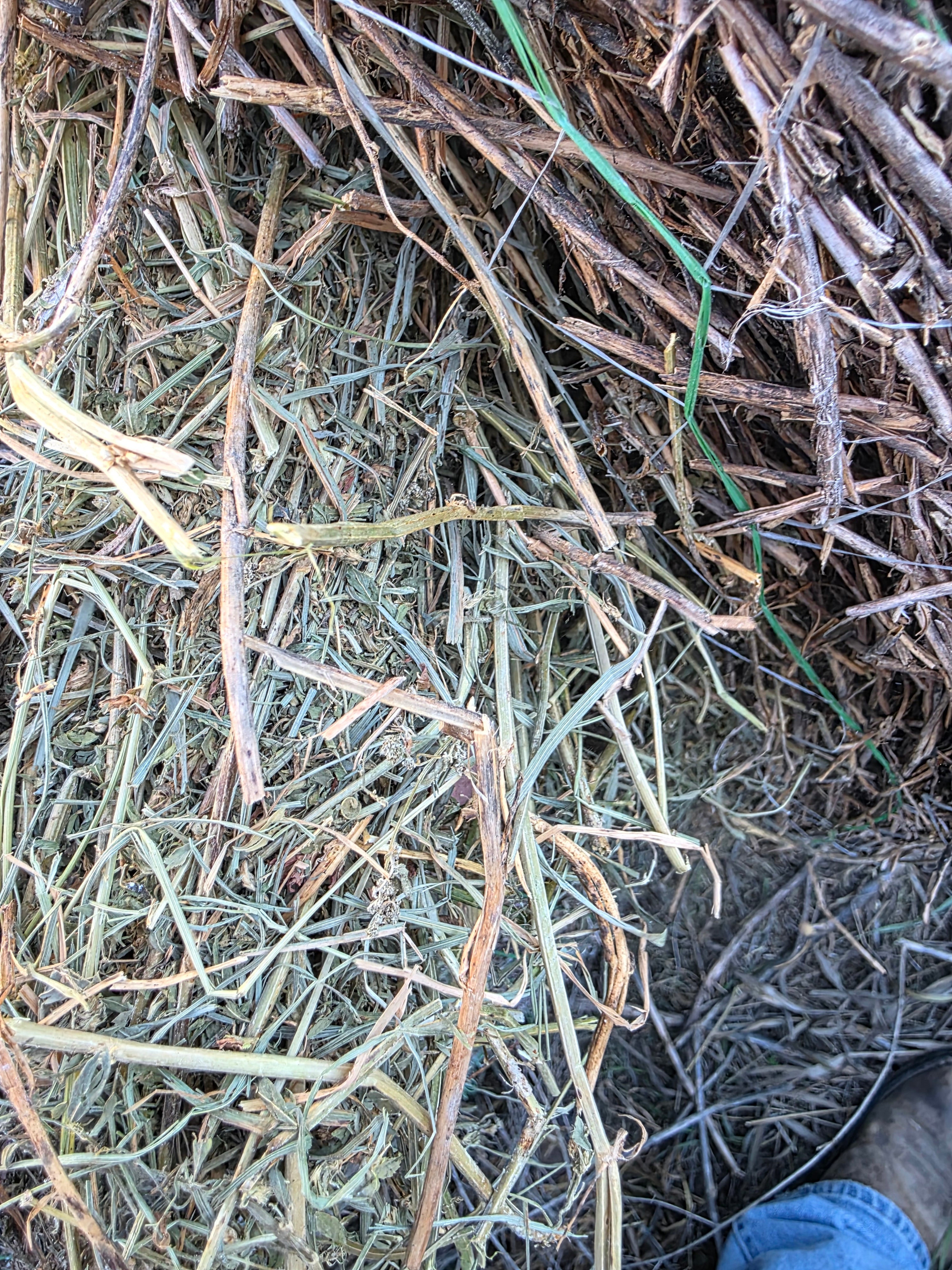 Lot 225 - 140 RFV Alfalfa