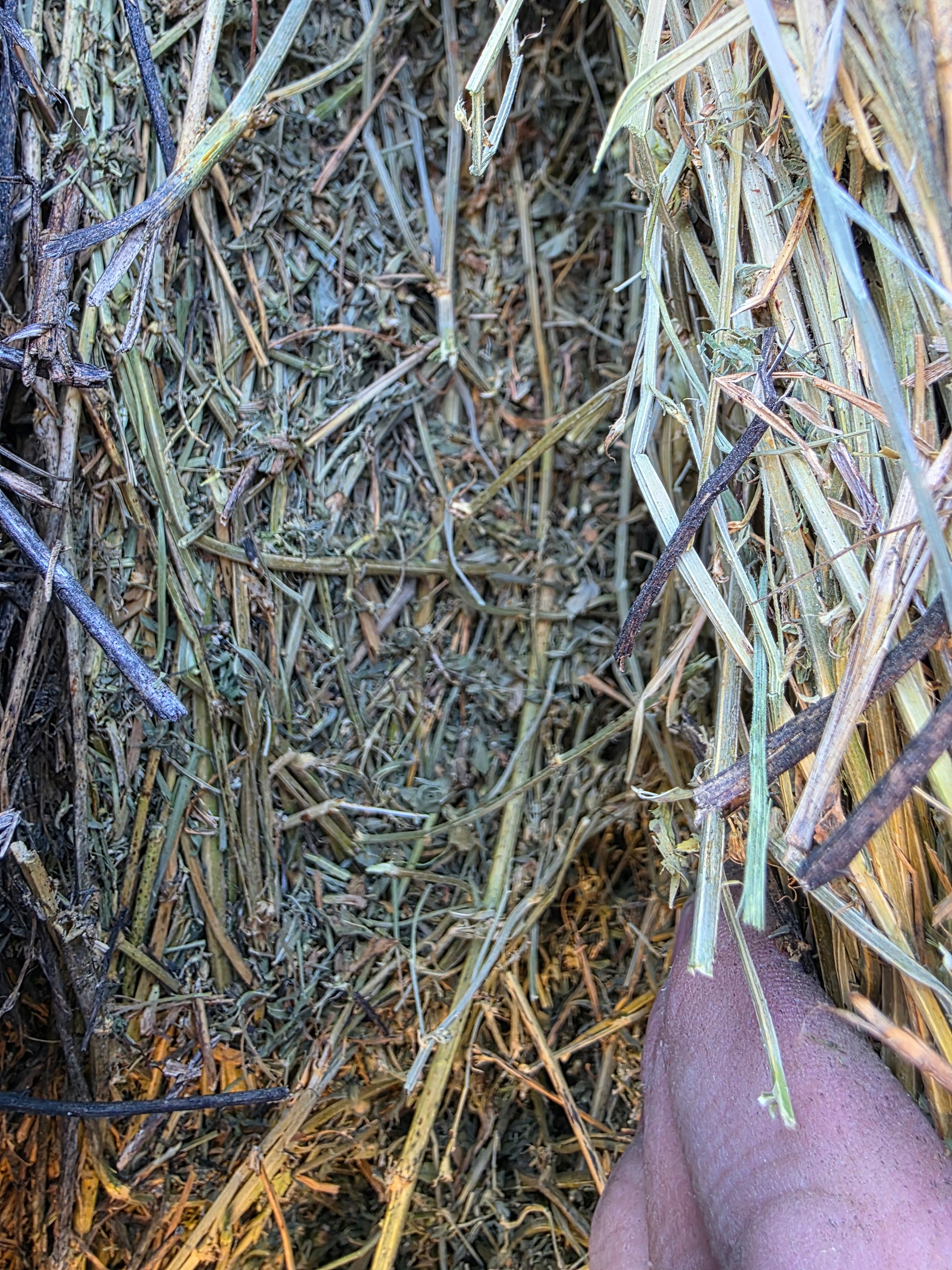 Lot 225 - 140 RFV Alfalfa