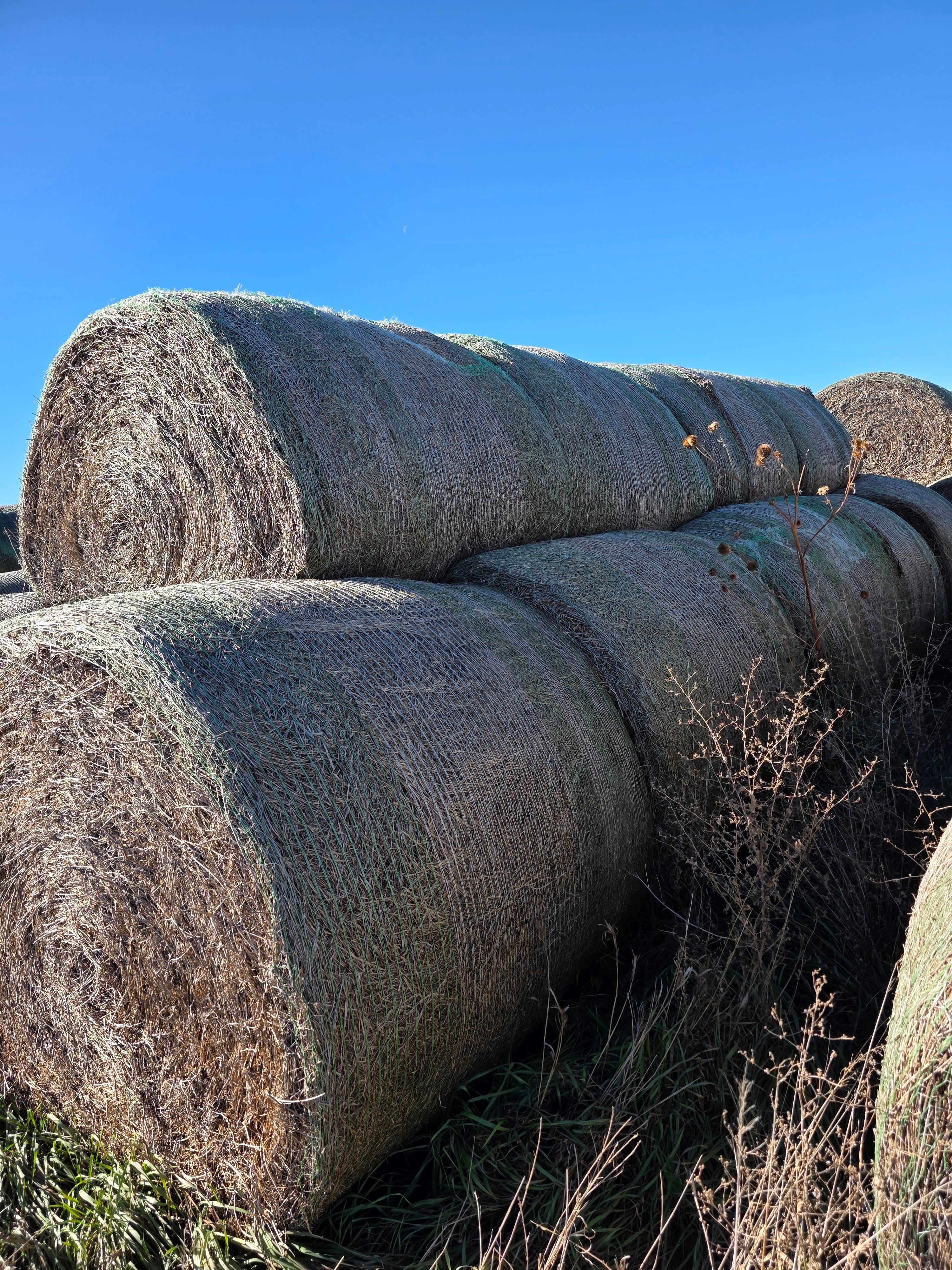 Lot 225 - 140 RFV Alfalfa