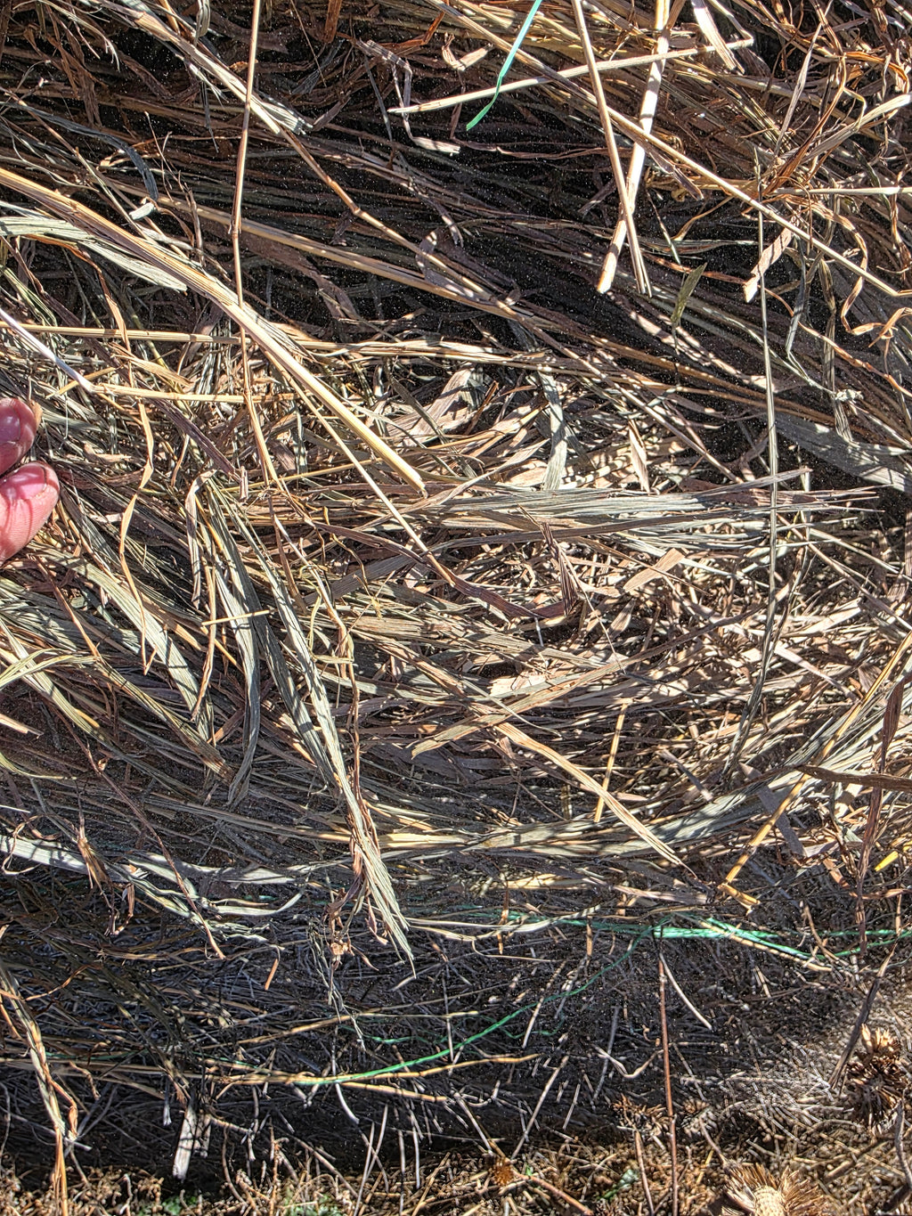 Lot 226 - Brome/Weeds