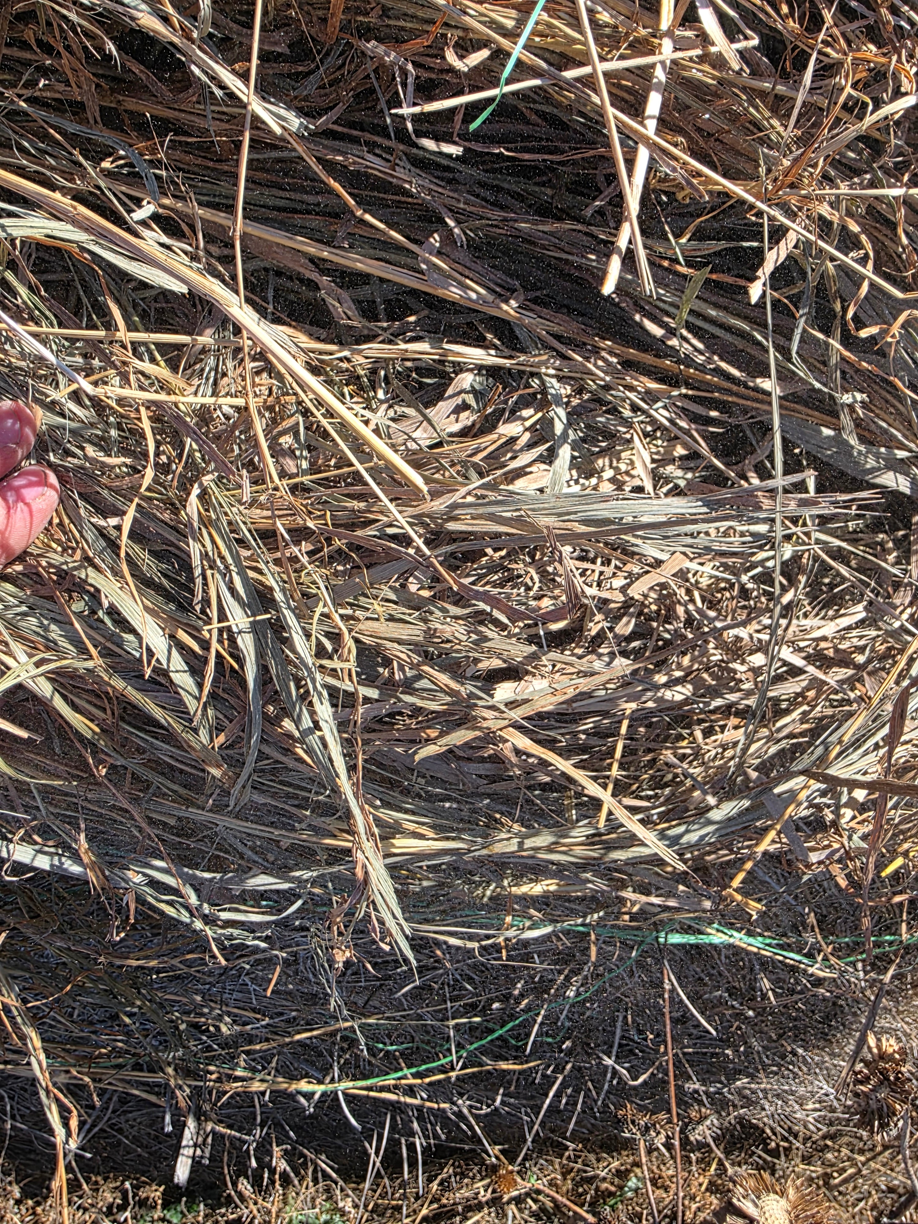 Lot 226 - Brome/Weeds