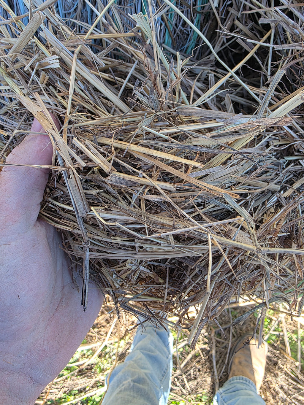 Lot 226 - Brome/Weeds