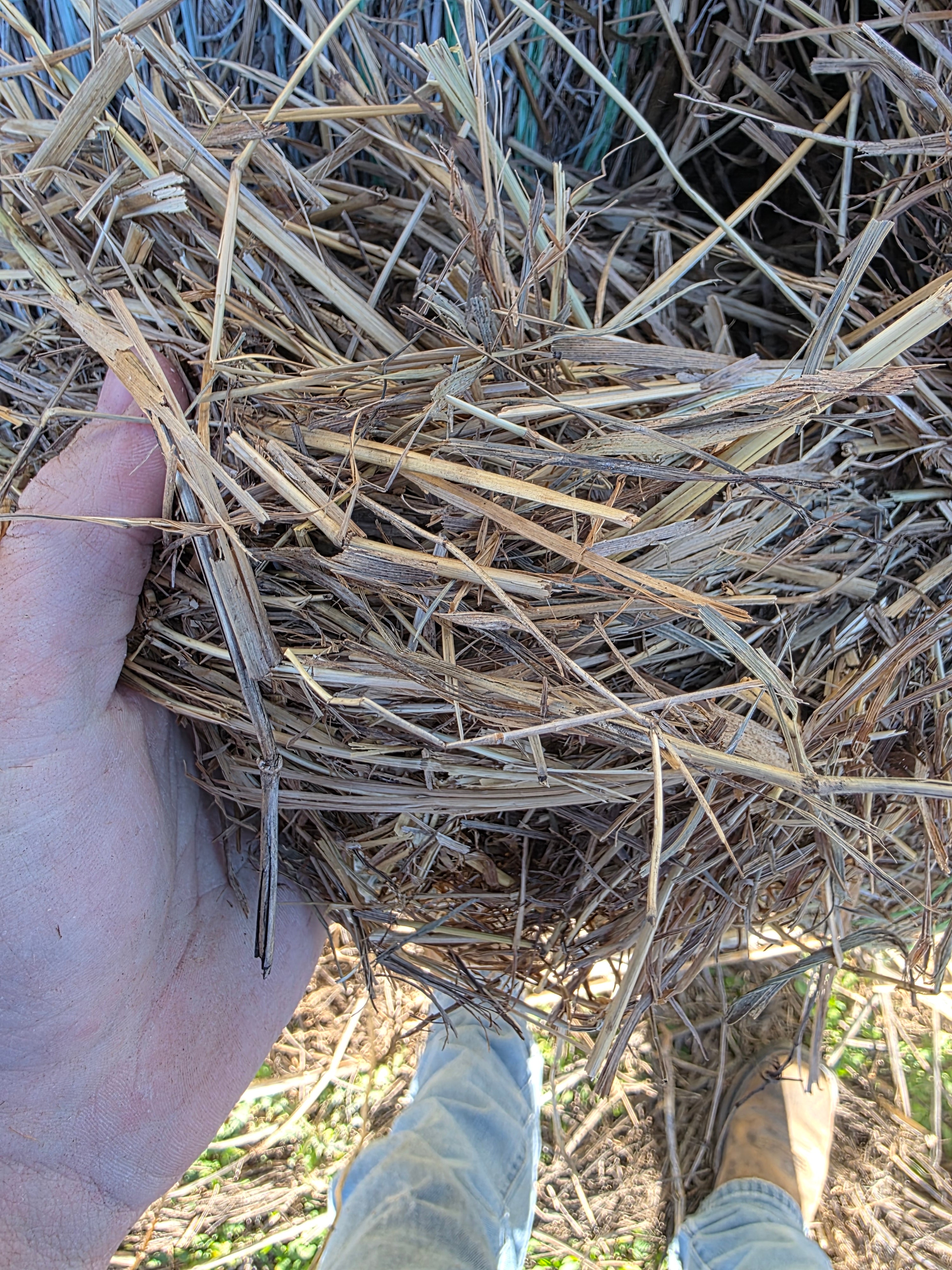 Lot 226 - Brome/Weeds