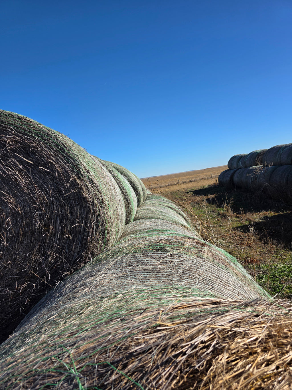 Lot 226 - Brome/Weeds